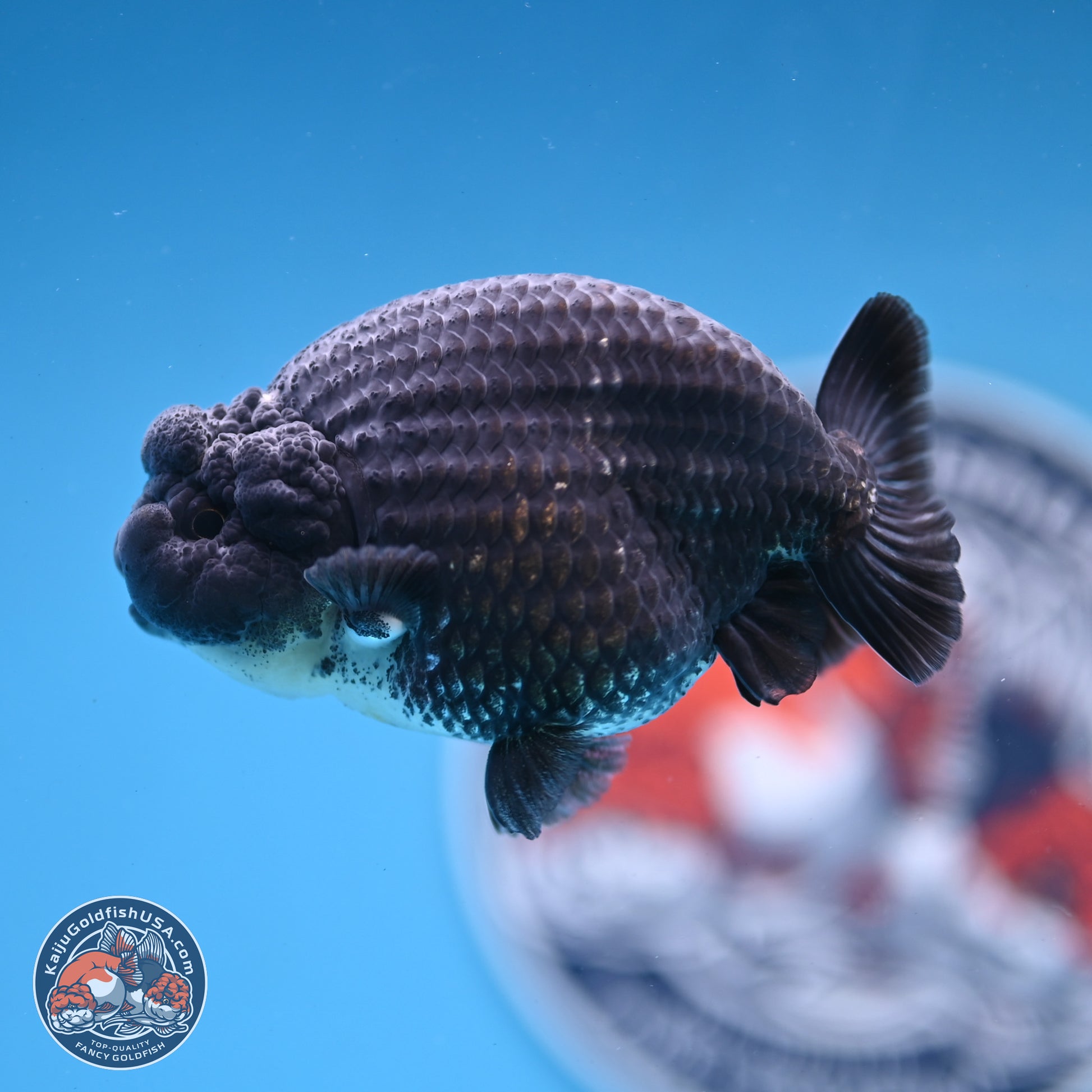 Blue Base Black Ranchu 3.75 inches Body - Male (250103_RC02) - Kaiju Goldfish USA