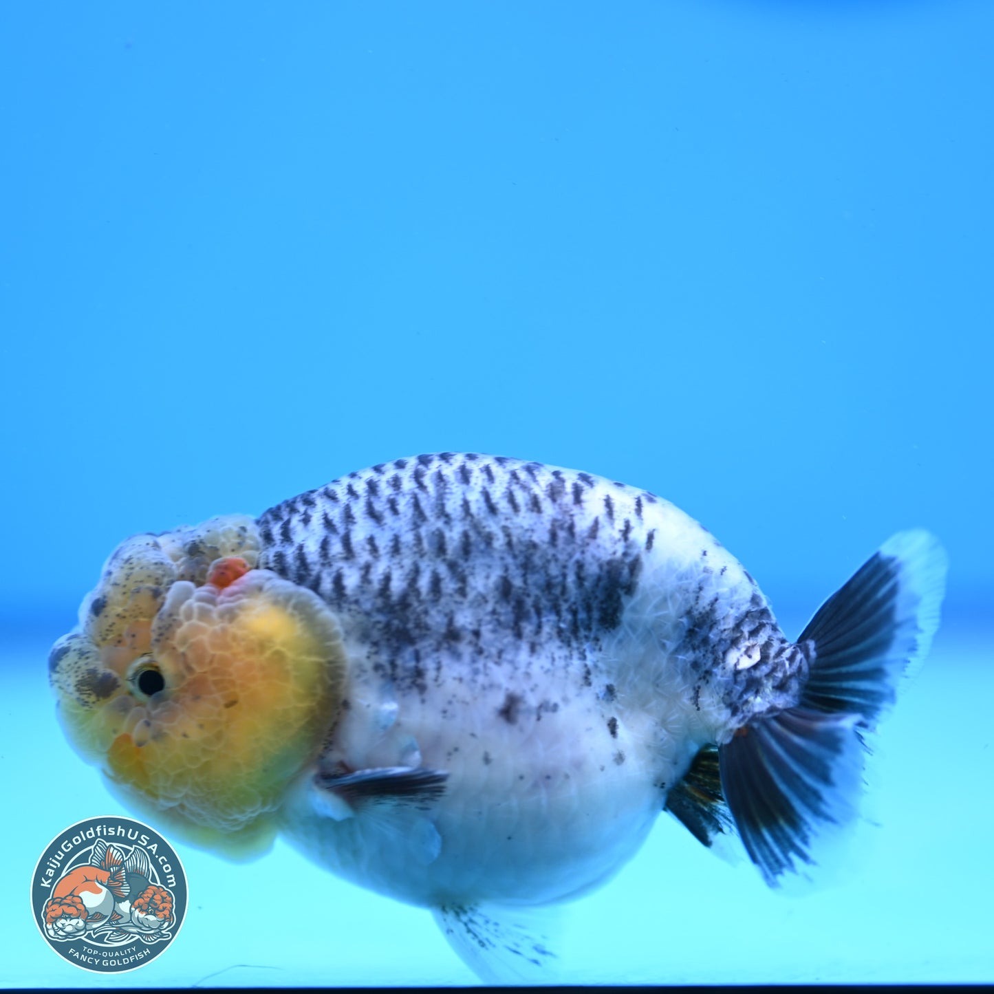 READ DESCRIPTION: Blue Based Ranchu 3.5 inches Body - Male (250307_RC02)