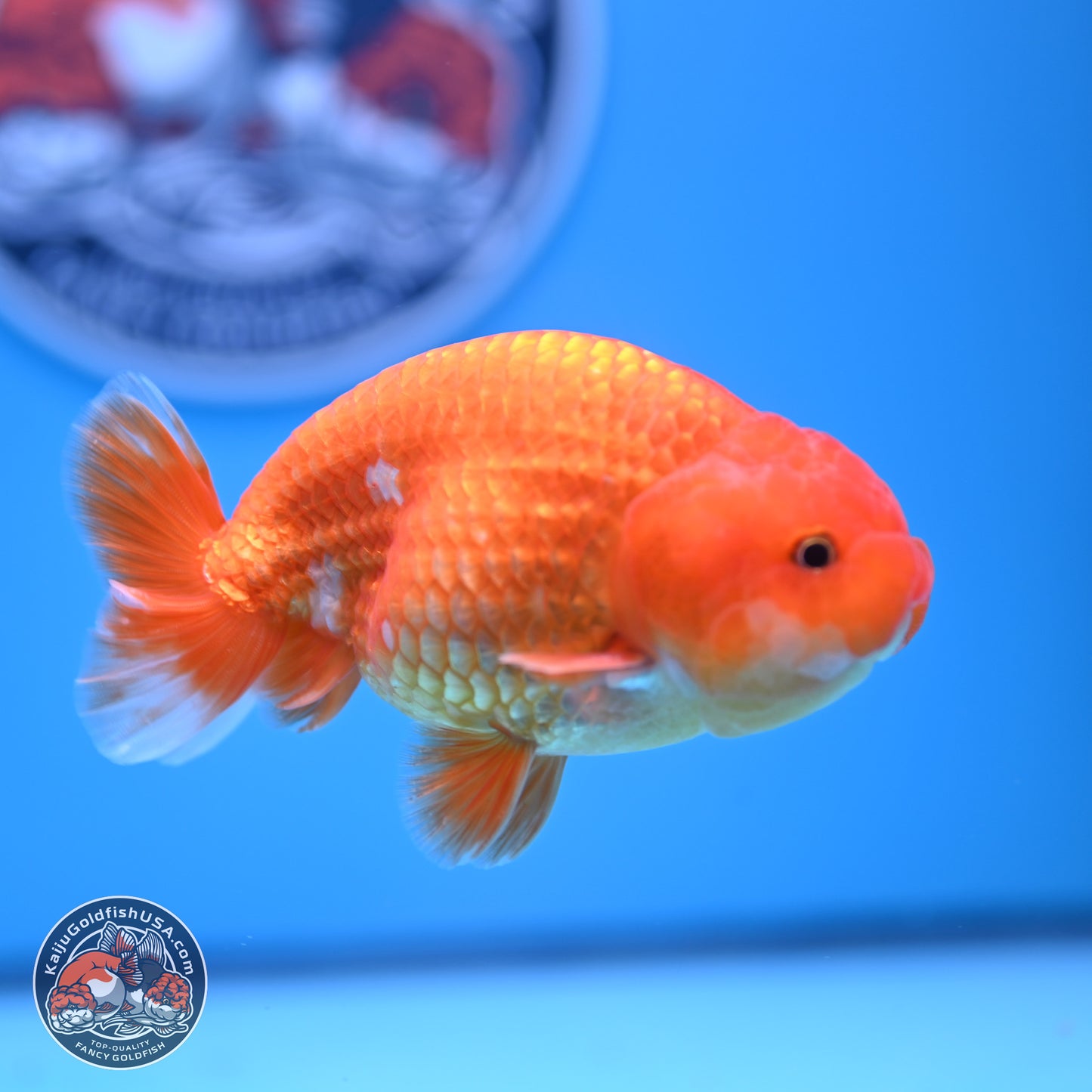 Red White Ranchu 4in Body (240802_RC02) - Kaiju Goldfish USA