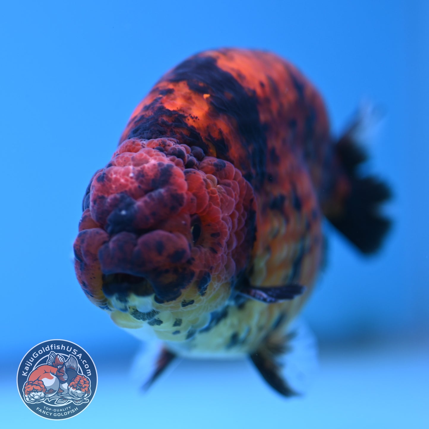 Tiger Ranchu 4.5 inches Body (250516_RC02)