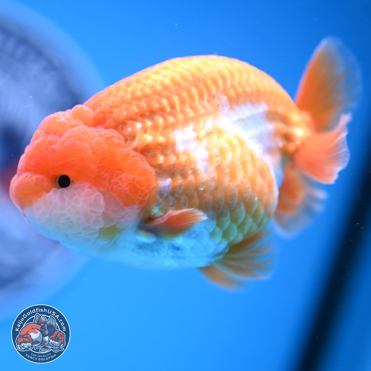 Red White Lionchu 3.5in Body (240823_RC02) - Kaiju Goldfish USA