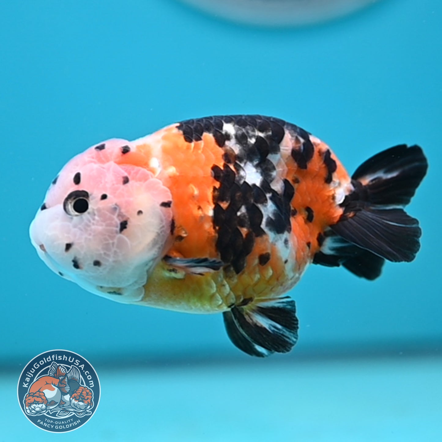 Cow Ranchu 3.75 inches Body (250502_RC02)