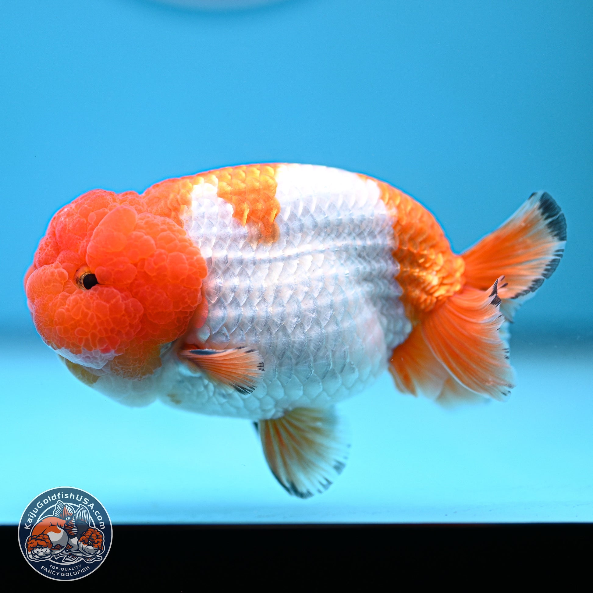 A Grade Red White Lionchu 4-4.5 inches (240906_RC02) - Kaiju Goldfish USA