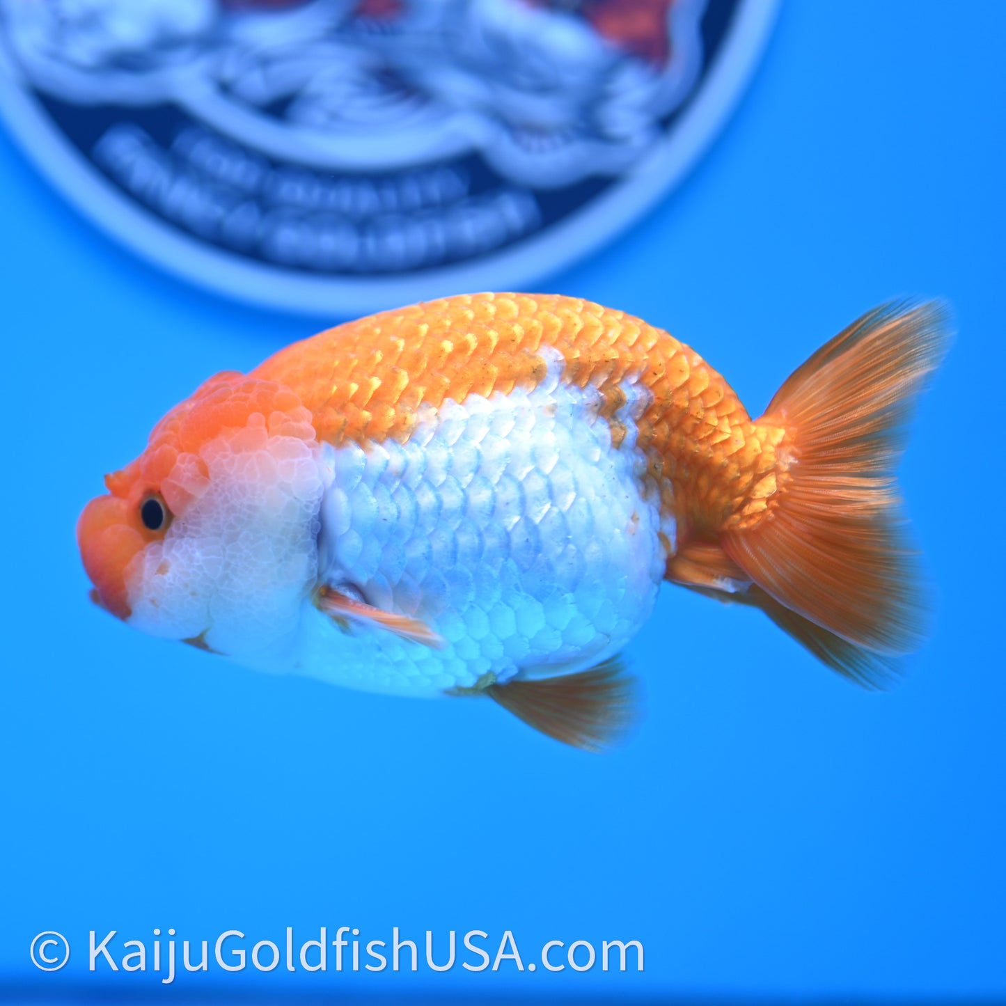 Red White Lionchu 4in body (240726_RC02) - Kaiju Goldfish USA