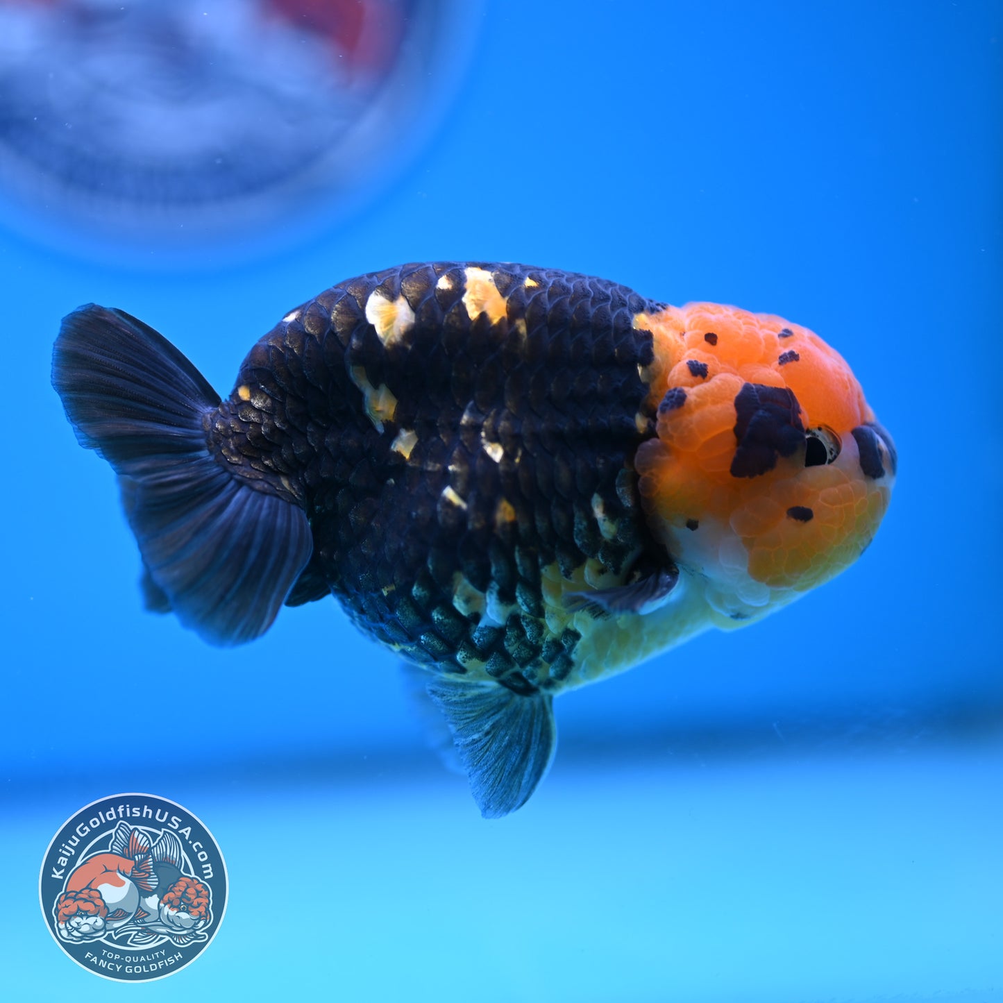 Read Description - Heavy Ink Ranchu 4 inches Body - Male (250418_RC02)