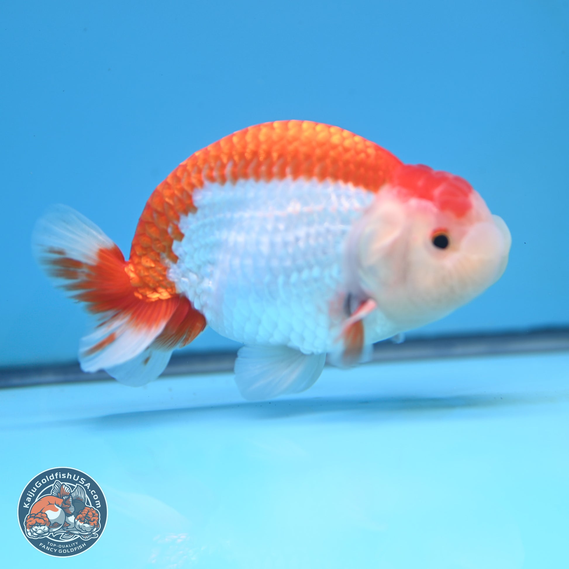 Red White Buffalo Ranchu 5 inches (241025_RC02) - Kaiju Goldfish USA