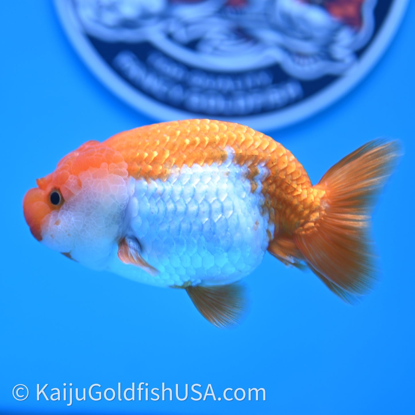 Red White Lionchu 4in body (240726_RC02) - Kaiju Goldfish USA