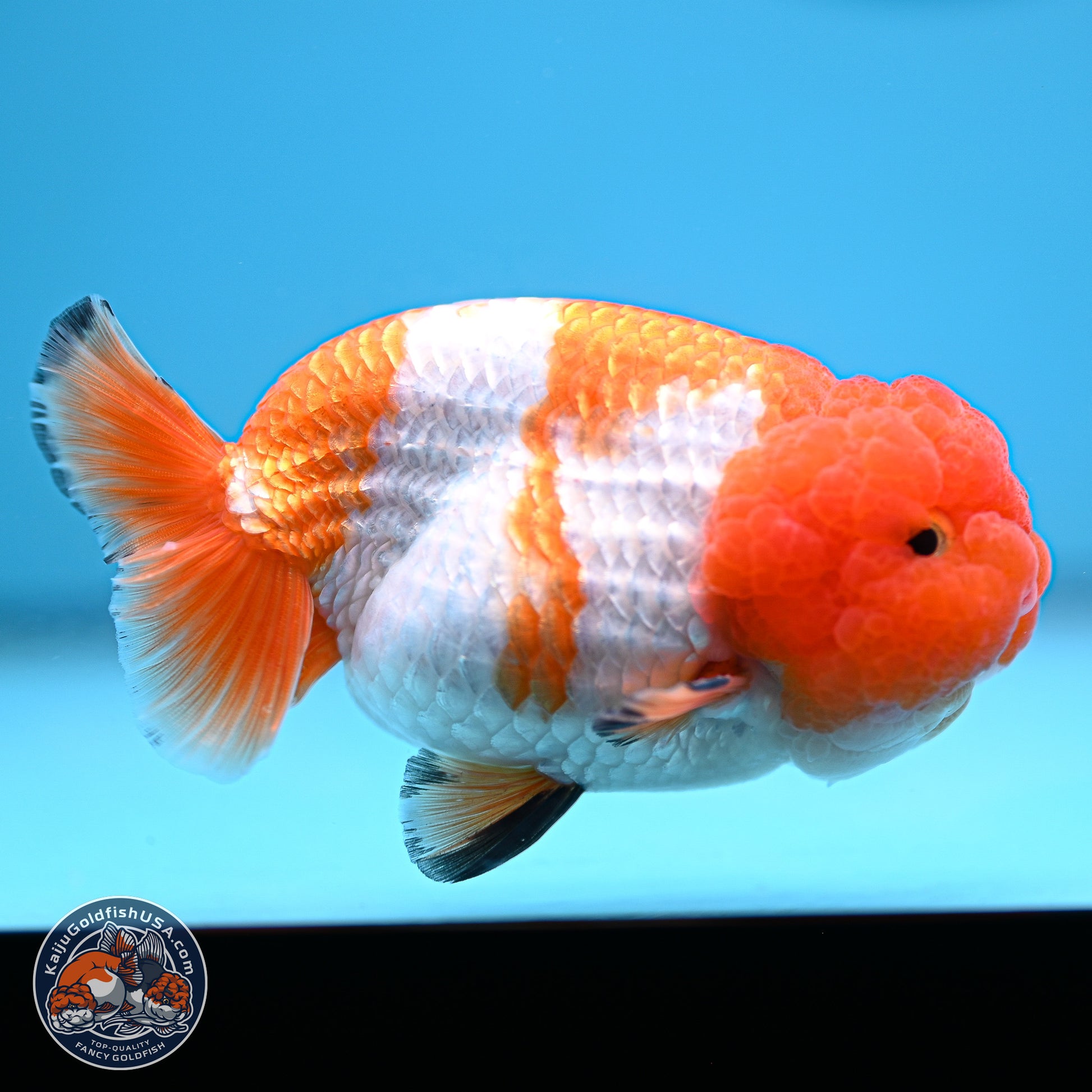 A Grade Red White Lionchu 4-4.5 inches (240906_RC02) - Kaiju Goldfish USA