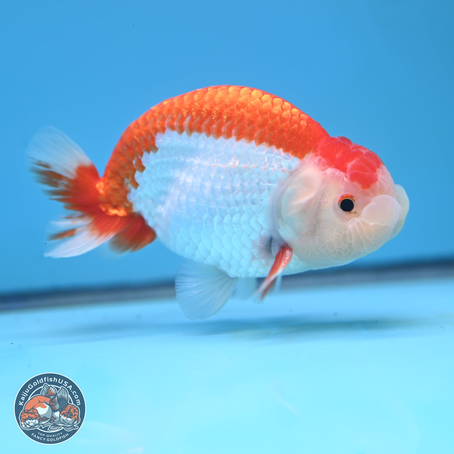 Red White Buffalo Ranchu 5 inches (241025_RC02) - Kaiju Goldfish USA