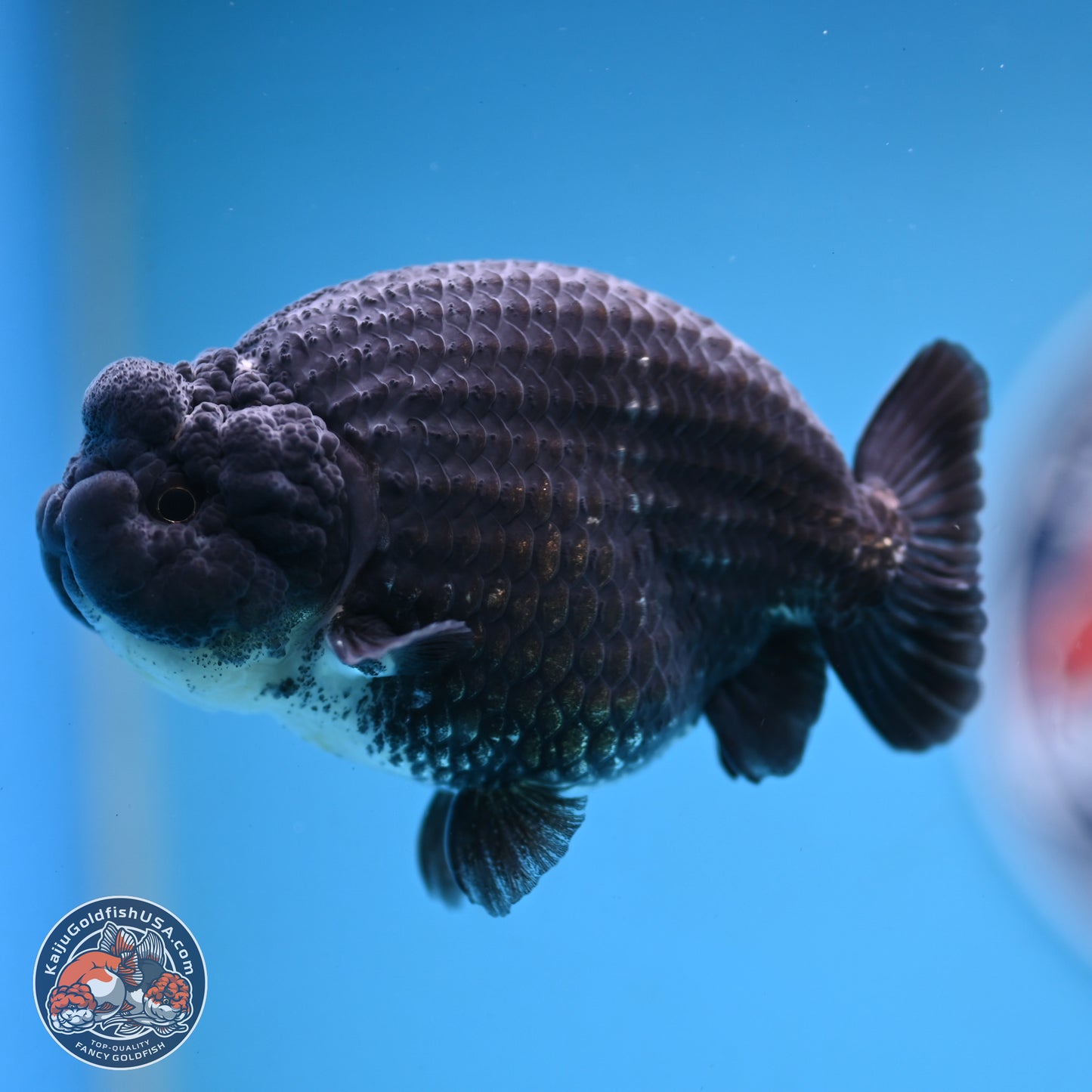 Blue Base Black Ranchu 3.75 inches Body - Male (250103_RC02) - Kaiju Goldfish USA