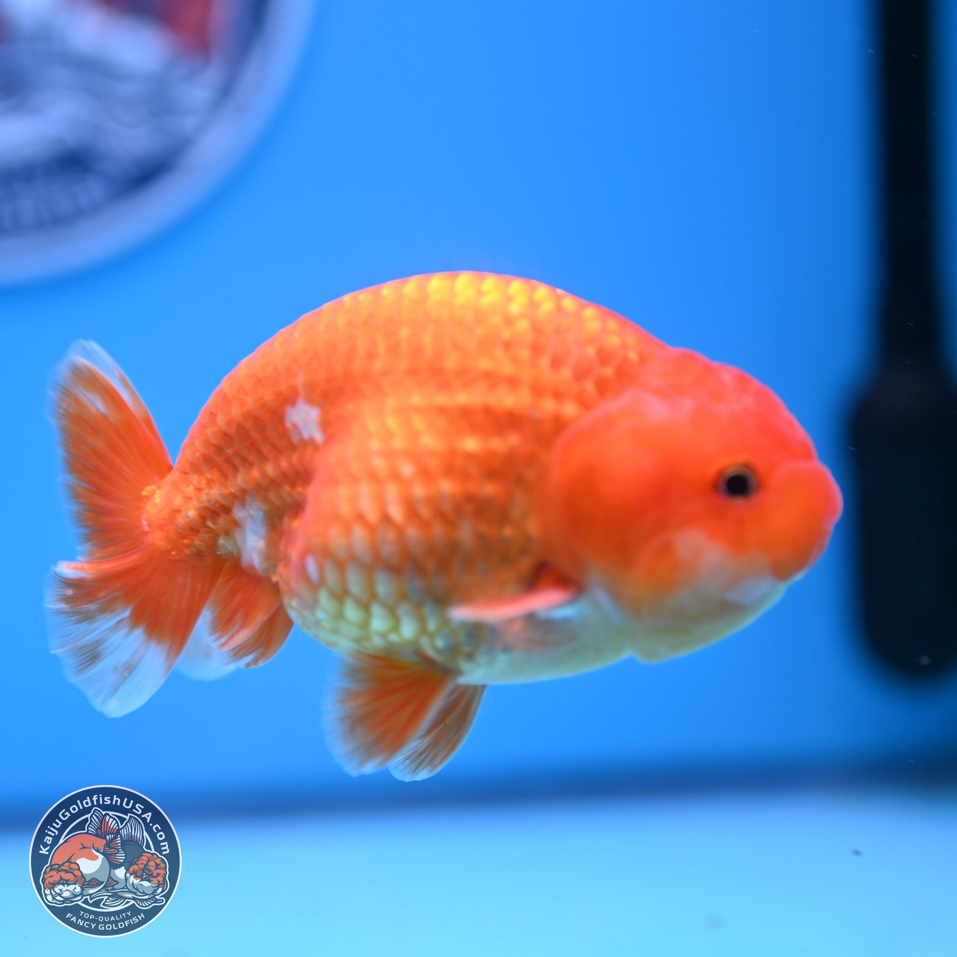 Red White Ranchu 4in Body (240802_RC02) - Kaiju Goldfish USA