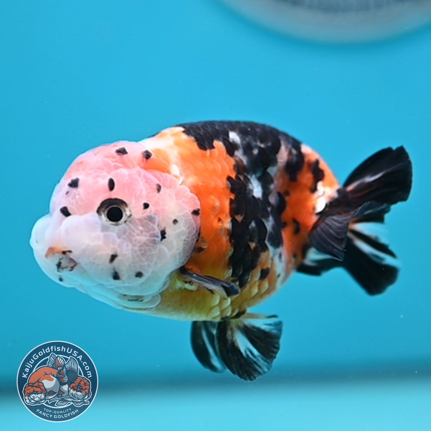 Cow Ranchu 3.75 inches Body (250502_RC02)