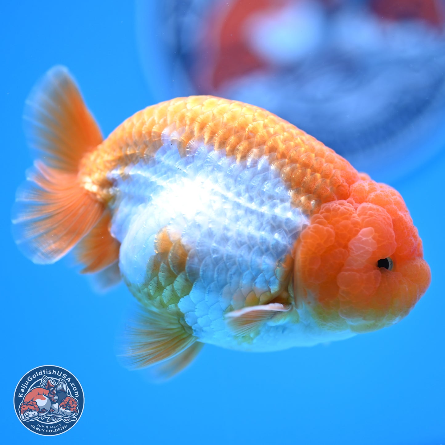 Red White Lionchu 3.5in Body (240823_RC02) - Kaiju Goldfish USA