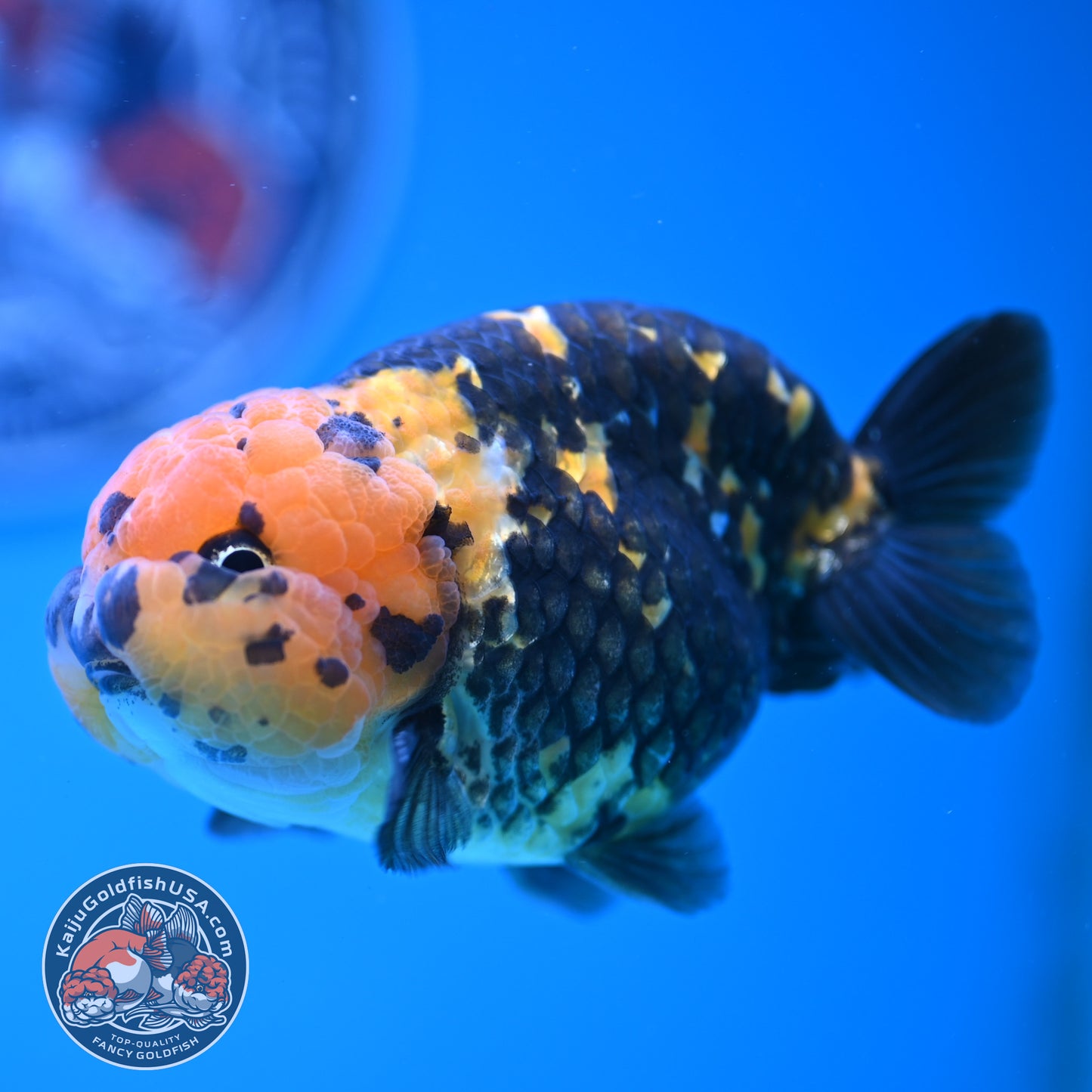 Read Description - Heavy Ink Ranchu 4 inches Body - Male (250418_RC02)