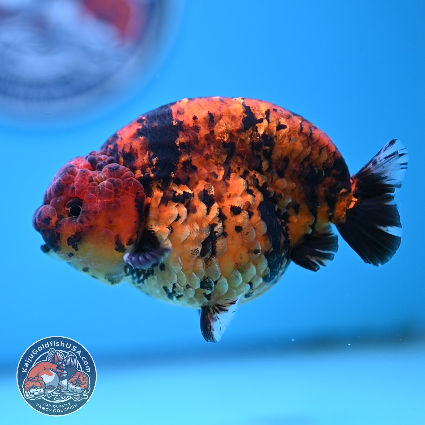 Tiger Ranchu 4.5 inches Body (250516_RC02)