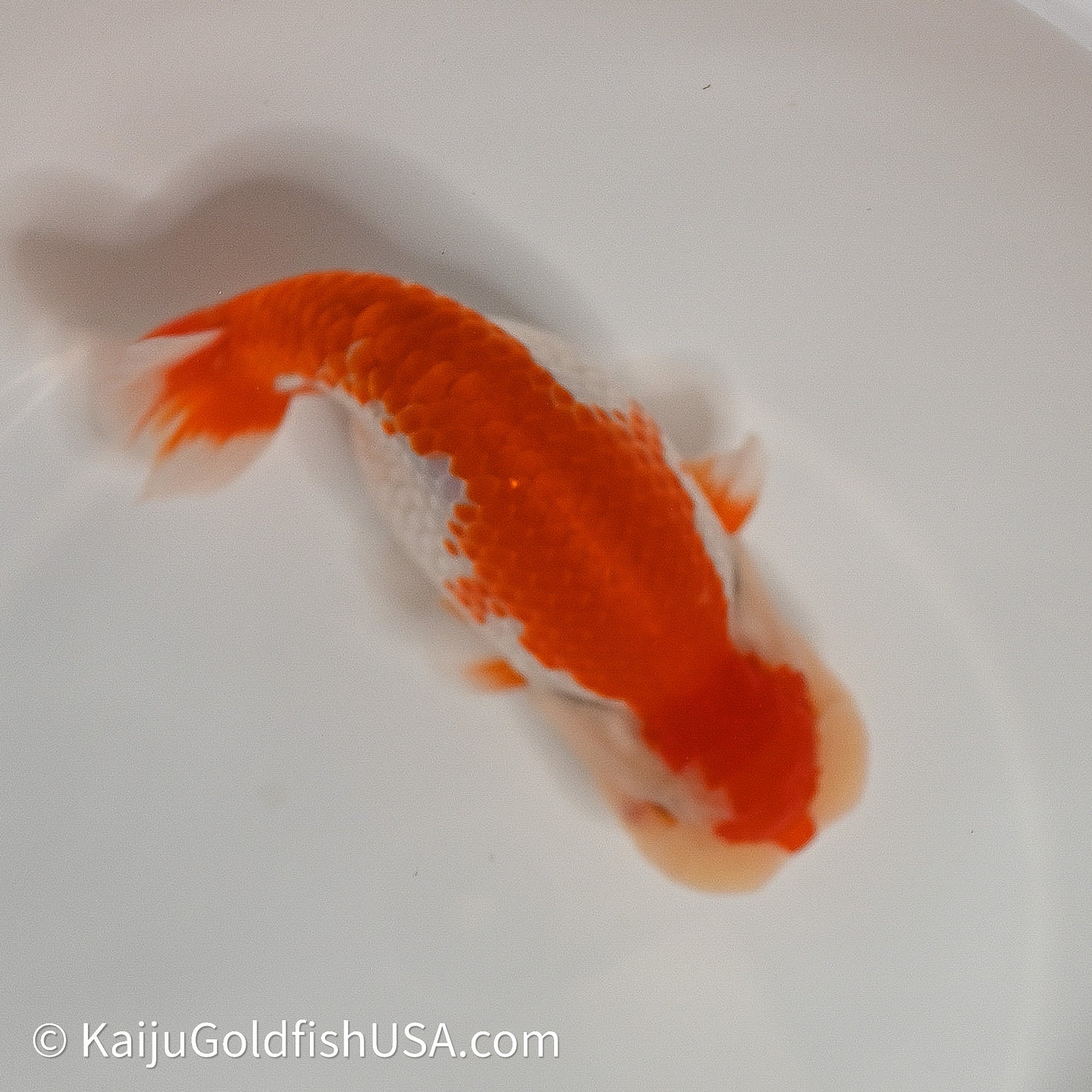 Red White Buffalo Ranchu 4in Body (240614_RC02) - Kaiju Goldfish USA