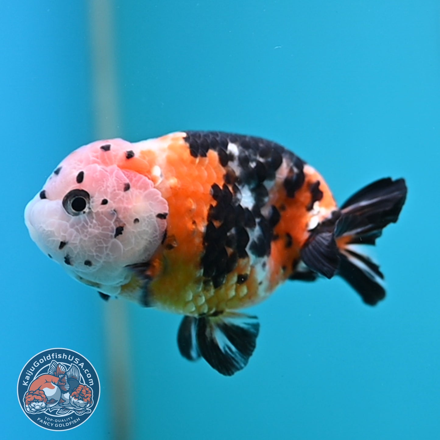 Cow Ranchu 3.75 inches Body (250502_RC02)