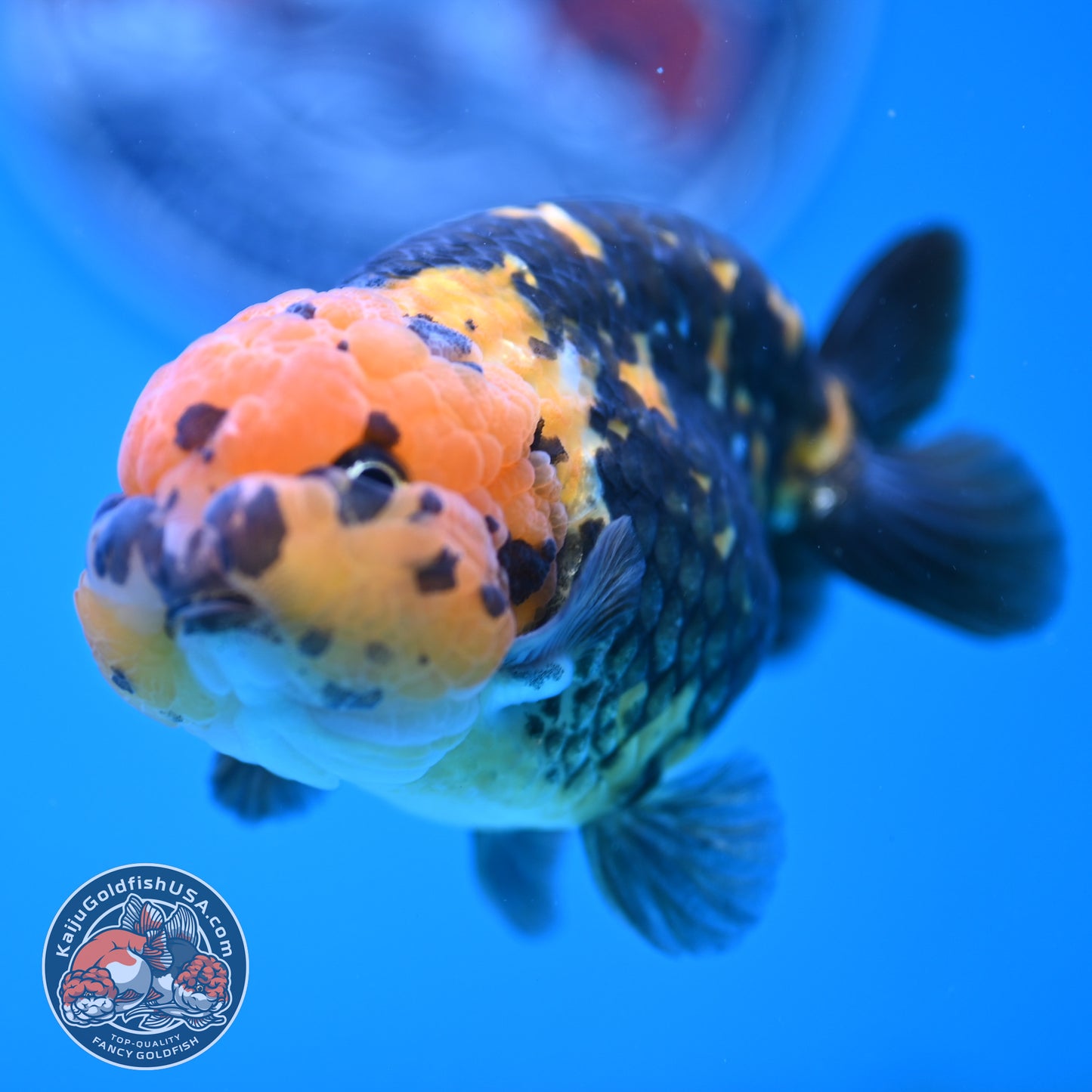 Read Description - Heavy Ink Ranchu 4 inches Body - Male (250418_RC02)