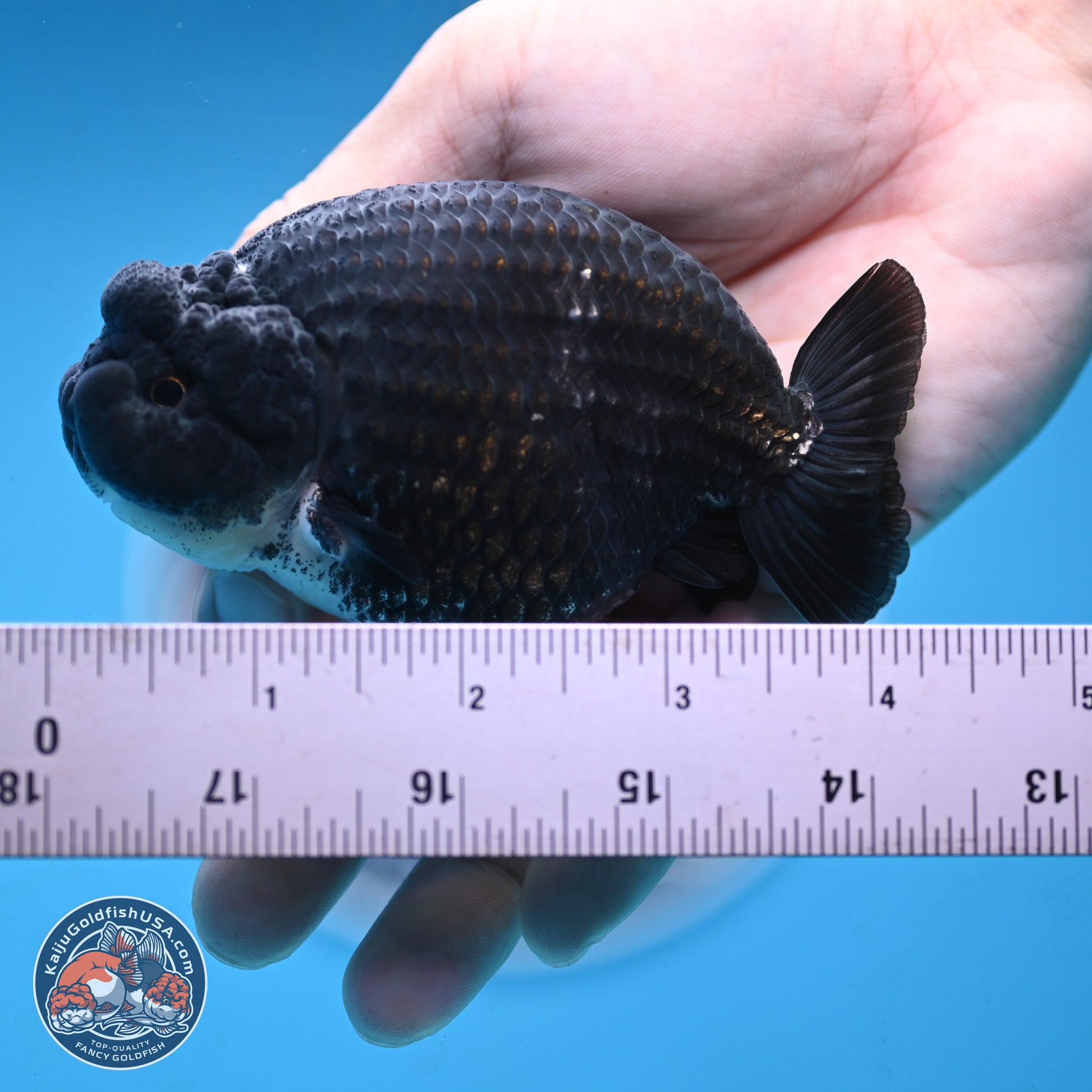 Blue Base Black Ranchu 3.75 inches Body - Male (250103_RC02) - Kaiju Goldfish USA