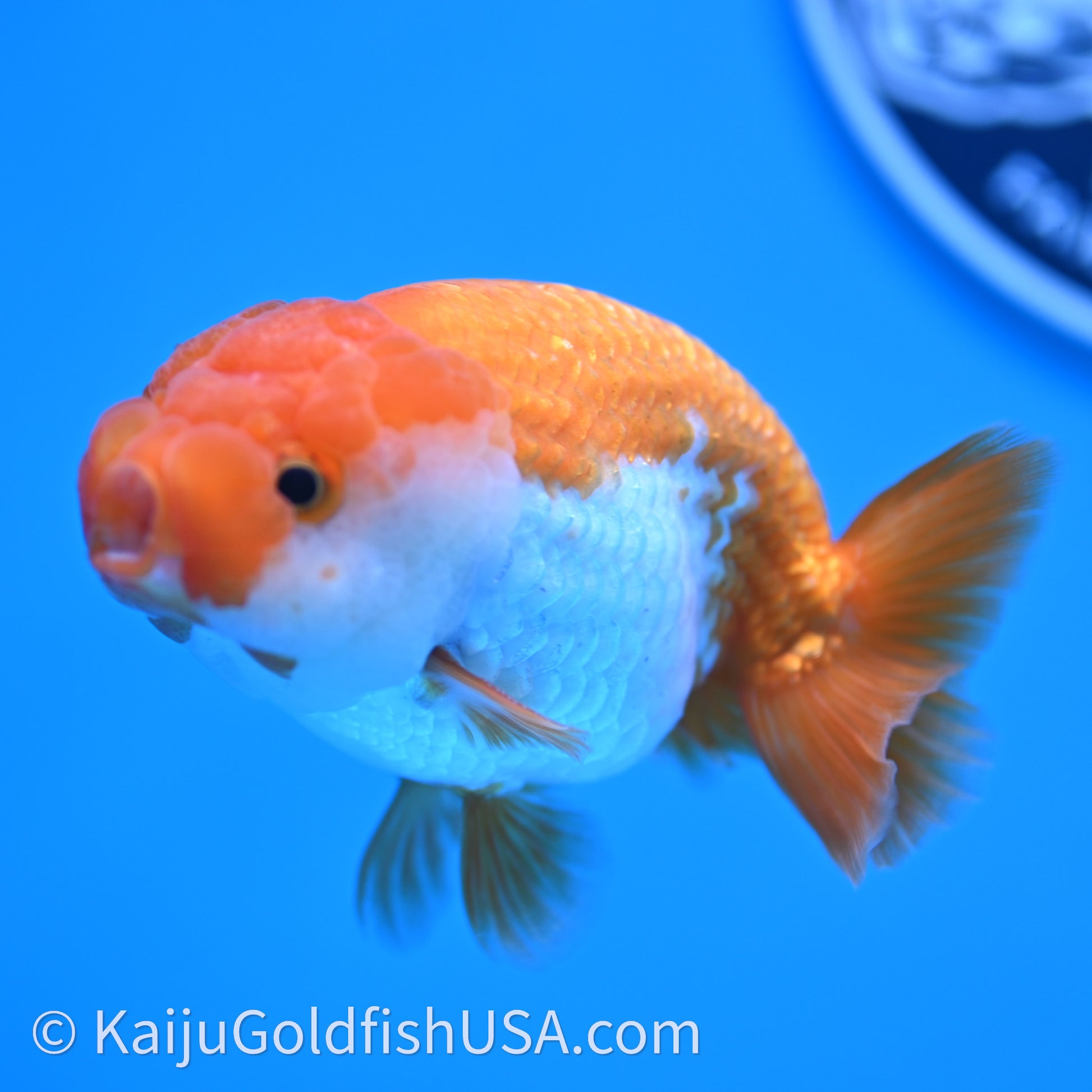 Red White Lionchu 4in body (240726_RC02) - Kaiju Goldfish USA