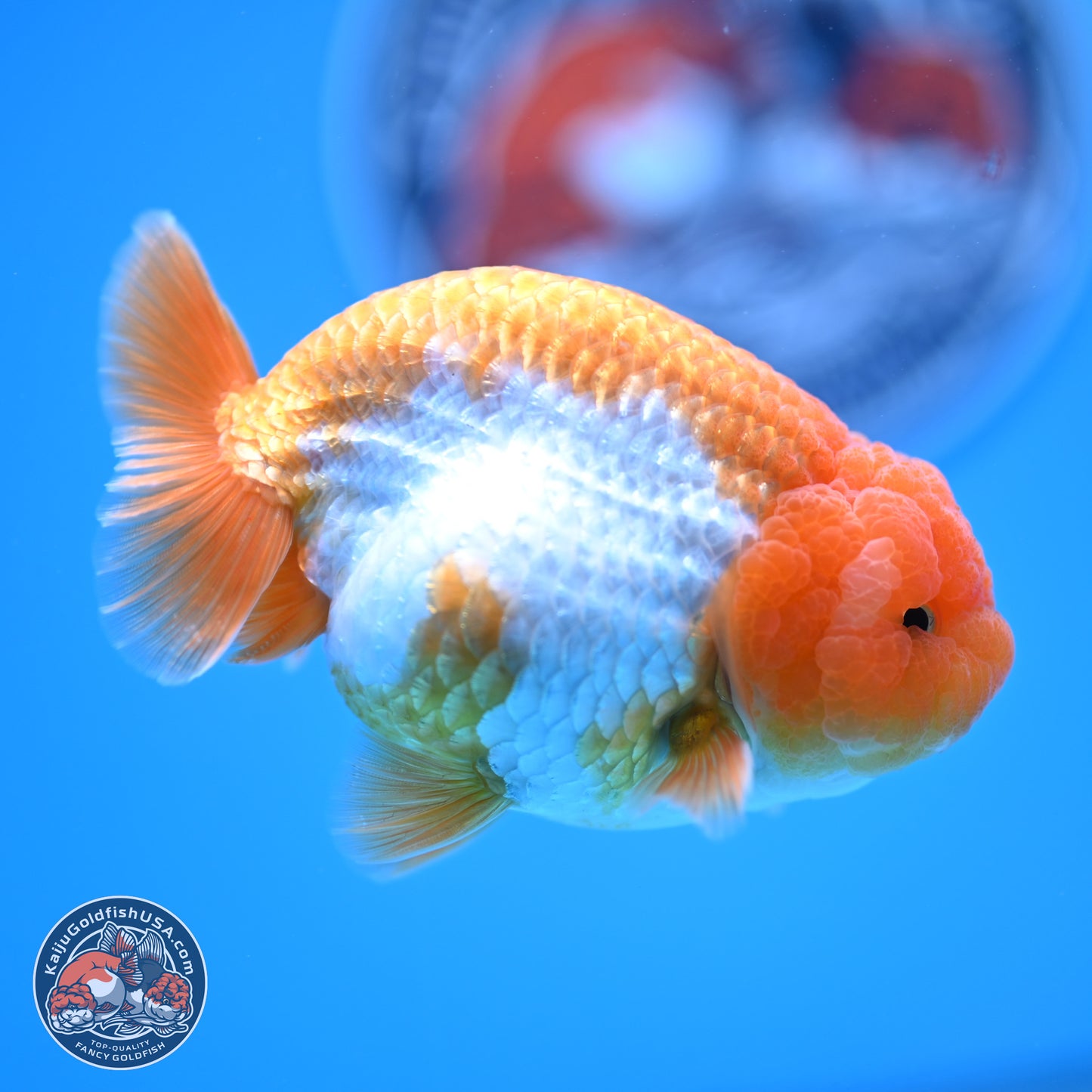 Red White Lionchu 3.5in Body (240823_RC02) - Kaiju Goldfish USA