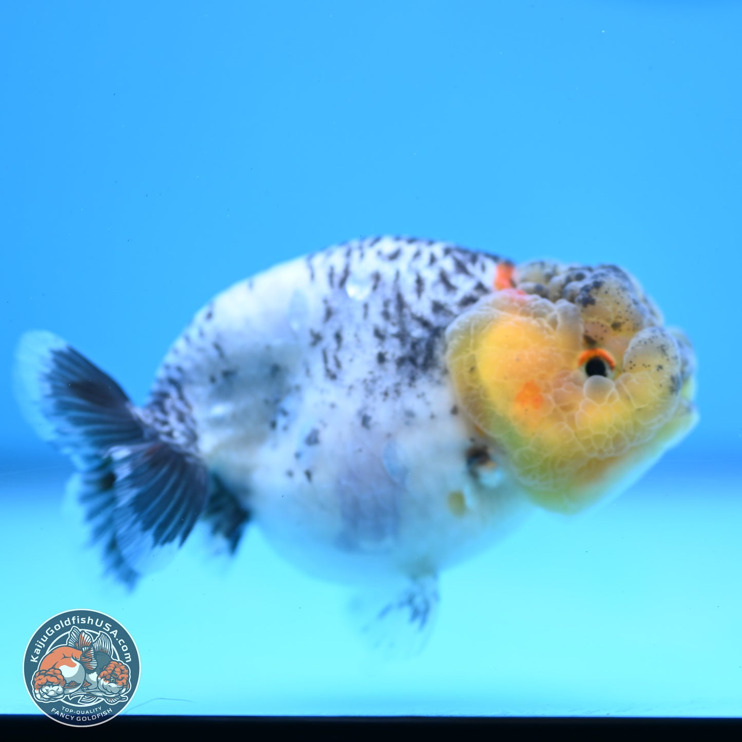 READ DESCRIPTION: Blue Based Ranchu 3.5 inches Body - Male (250307_RC02)