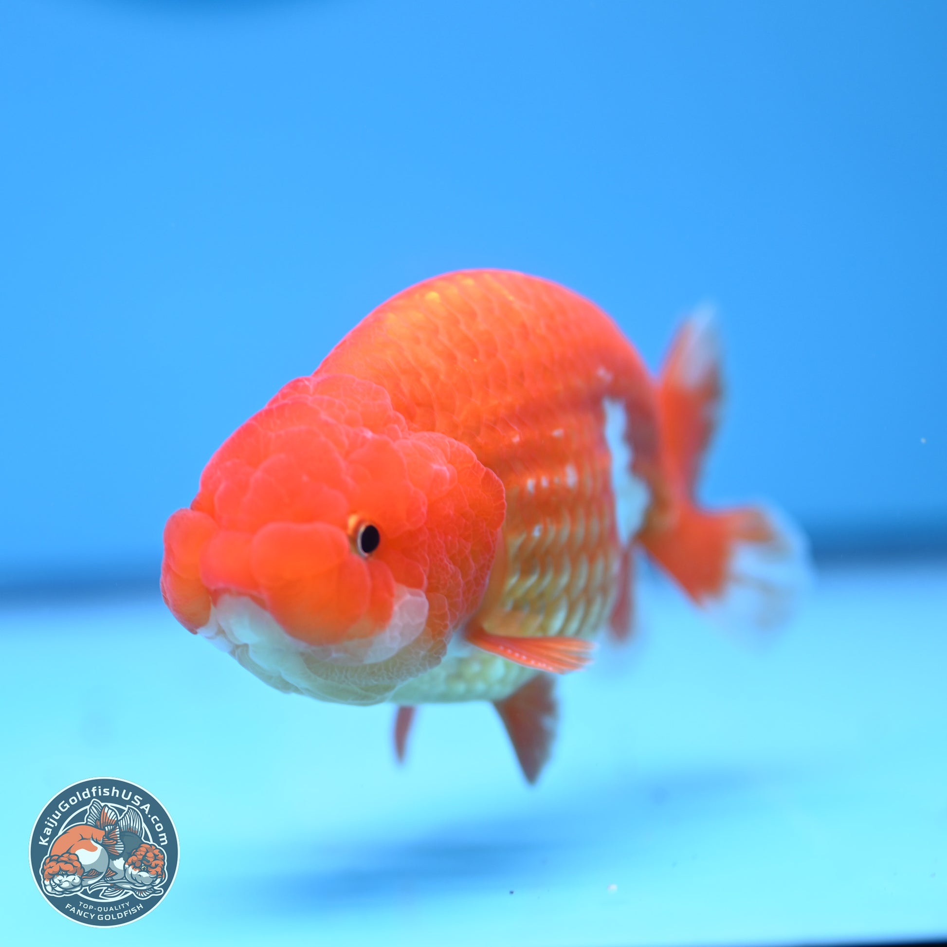 Red White Ranchu 4in Body (240802_RC02) - Kaiju Goldfish USA