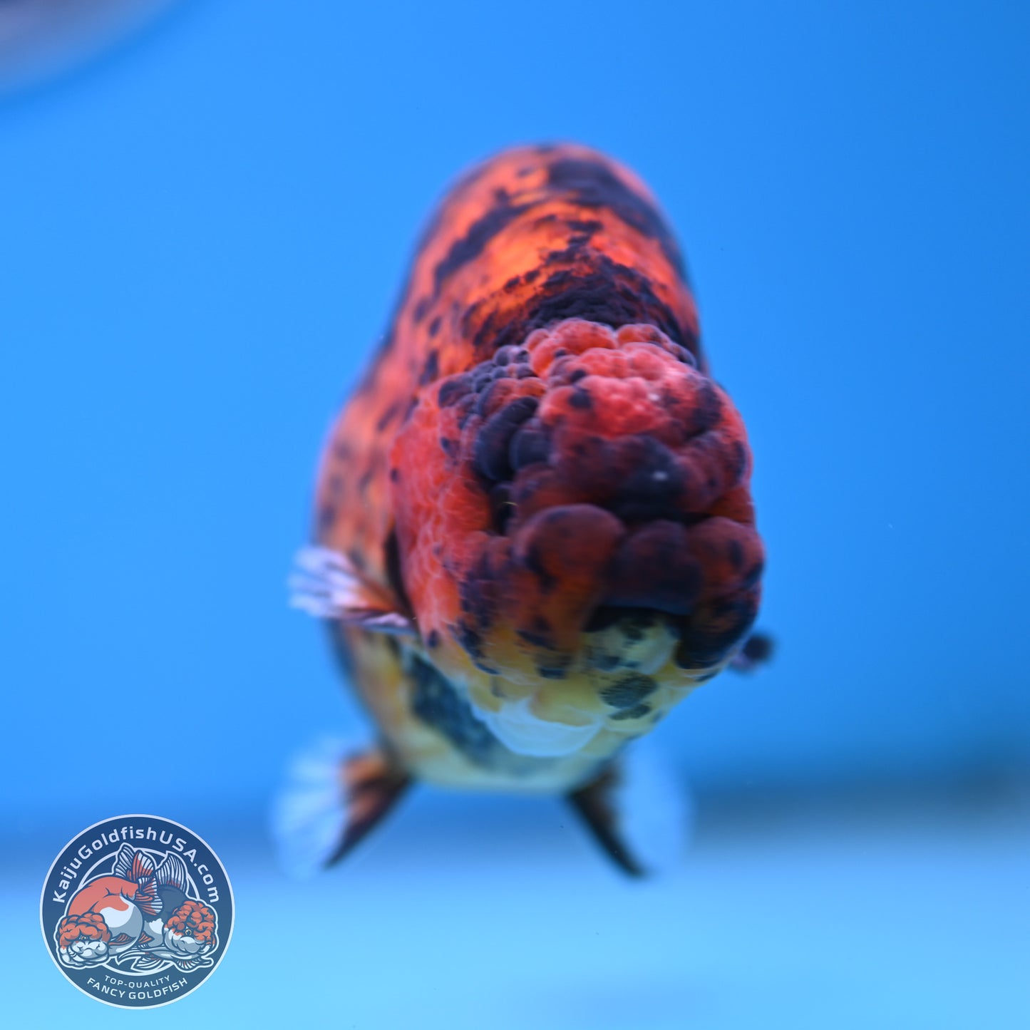 Tiger Ranchu 4.5 inches Body (250516_RC02)