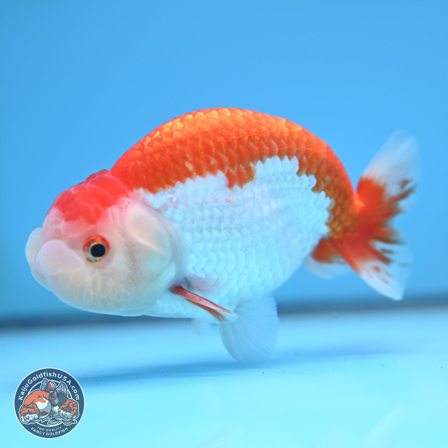 Red White Buffalo Ranchu 5 inches (241025_RC02) - Kaiju Goldfish USA