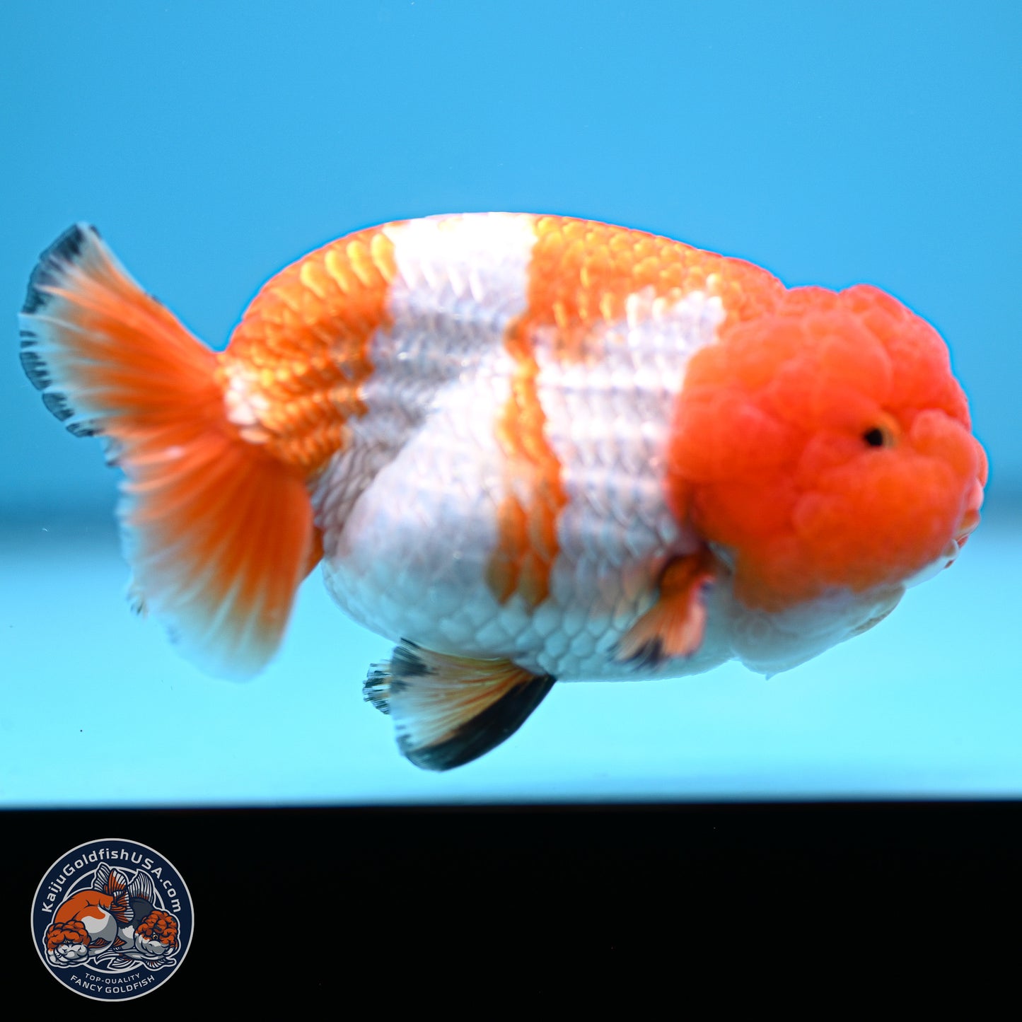 A Grade Red White Lionchu 4-4.5 inches (240906_RC02) - Kaiju Goldfish USA