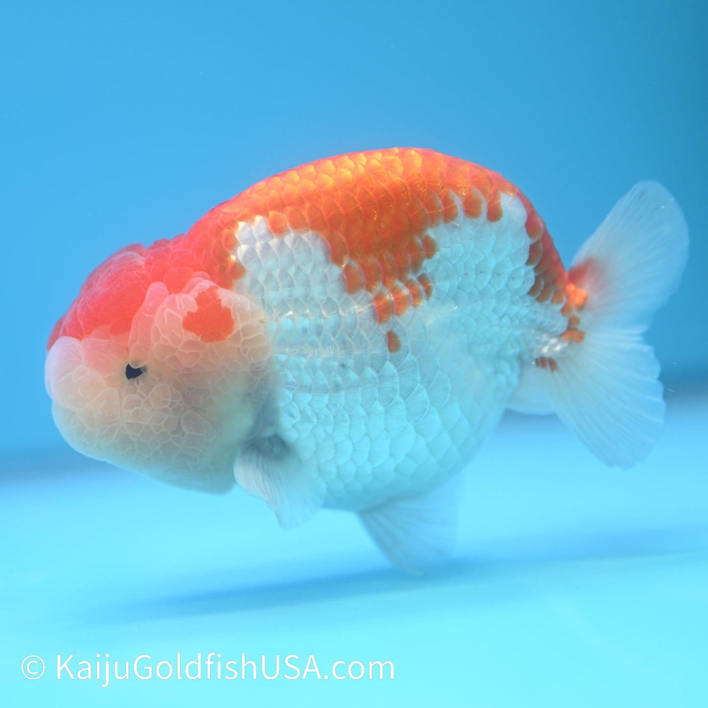 Red White Buffalo Ranchu 4.5 - 5 inches (240301_RC02) - Kaiju Goldfish USA