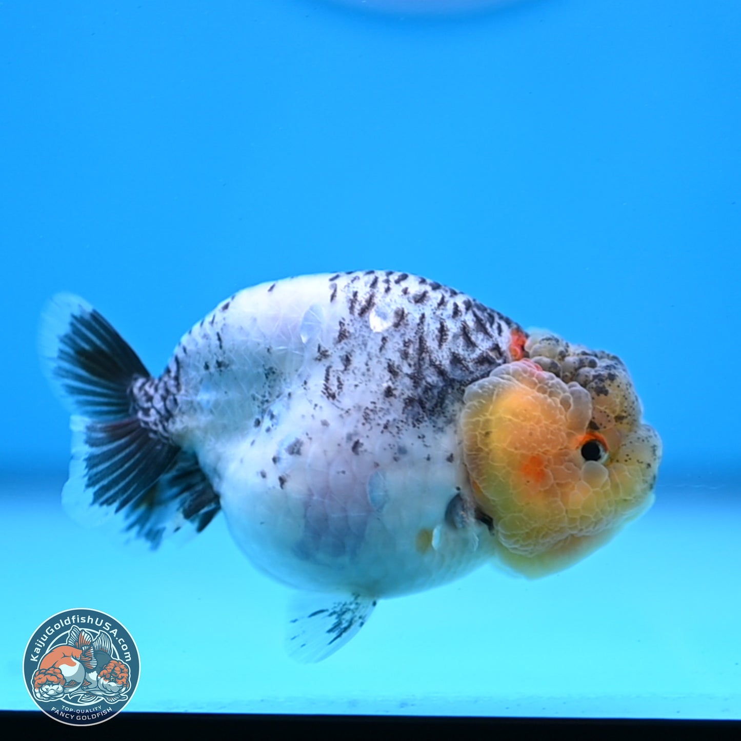 READ DESCRIPTION: Blue Based Ranchu 3.5 inches Body - Male (250307_RC02)