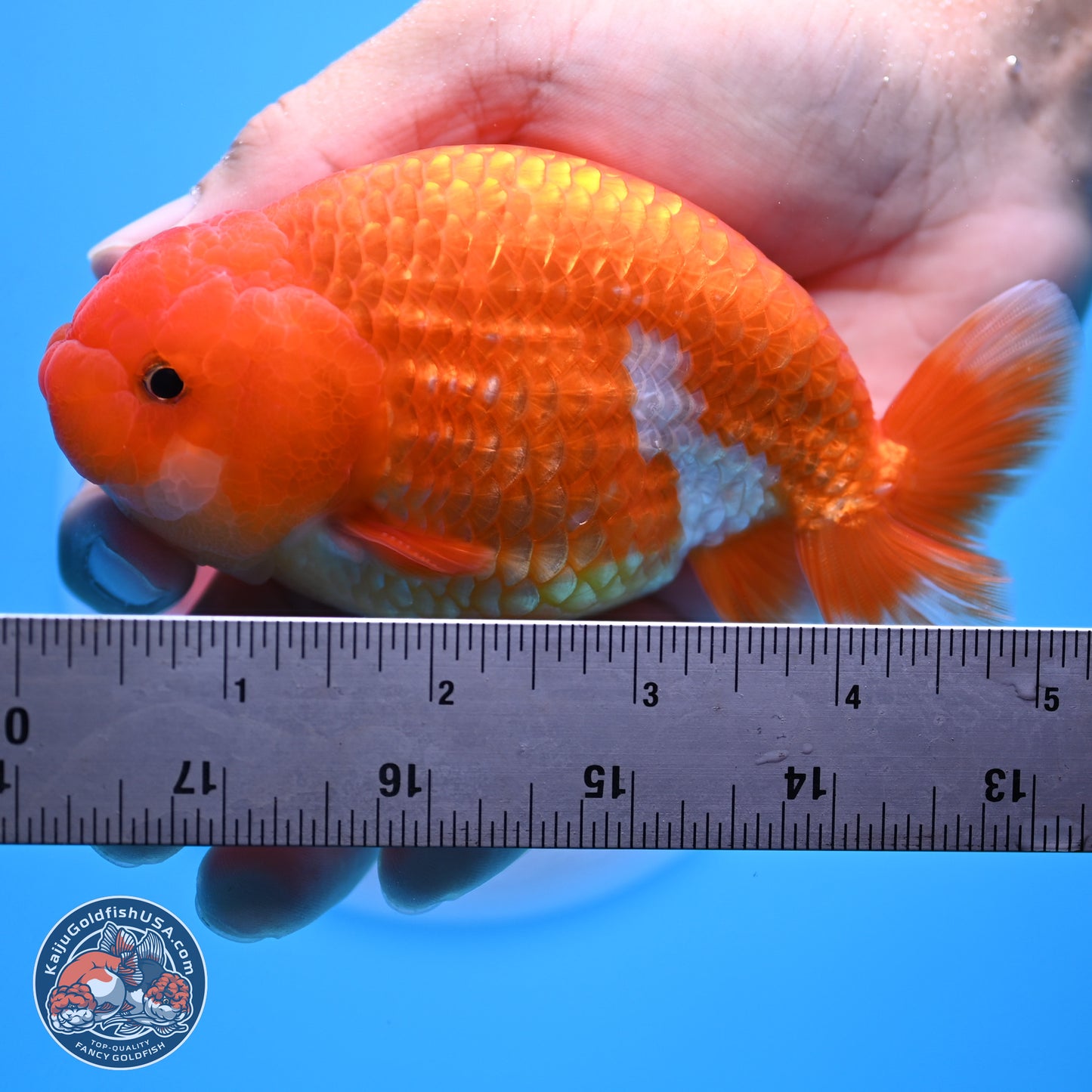 Red White Ranchu 4in Body (240802_RC02) - Kaiju Goldfish USA