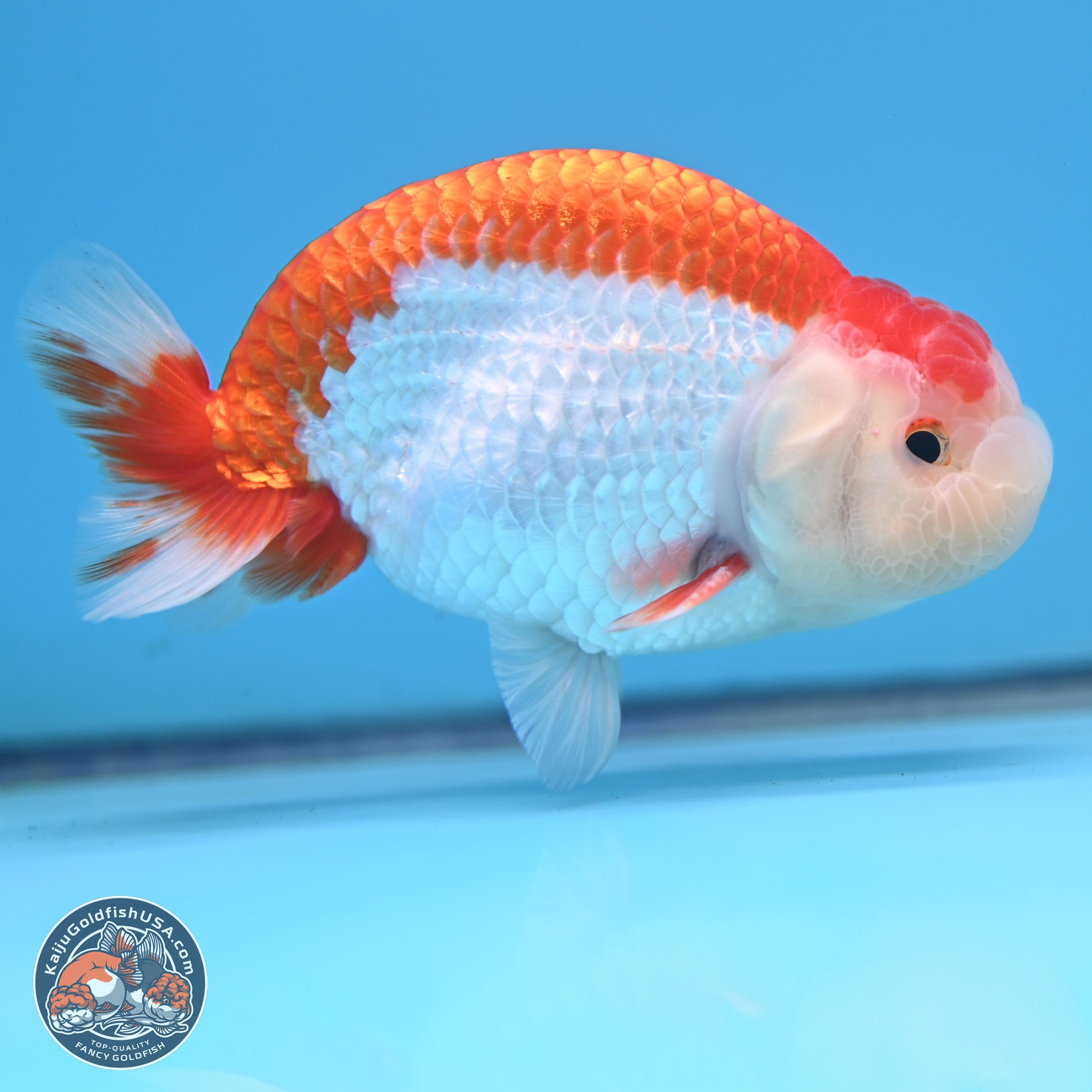 Red White Buffalo Ranchu 5 inches (241025_RC02) - Kaiju Goldfish USA