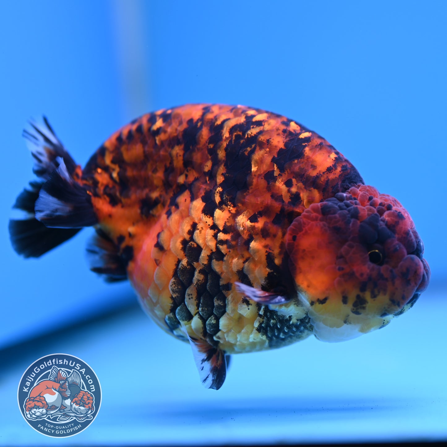 Tiger Ranchu 4.5 inches Body (250516_RC02)