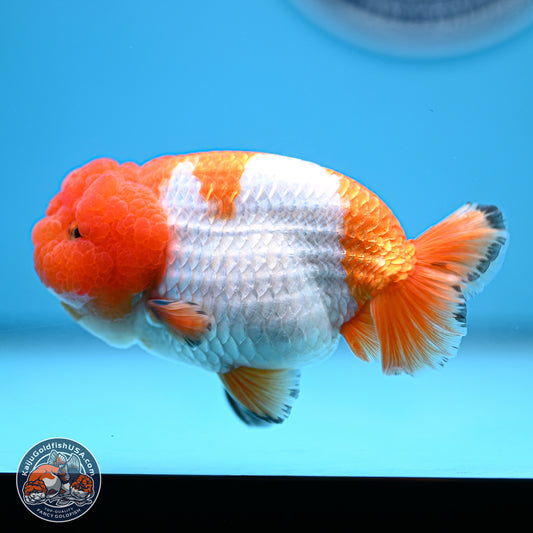 A Grade Red White Lionchu 4-4.5 inches (240906_RC02) - Kaiju Goldfish USA