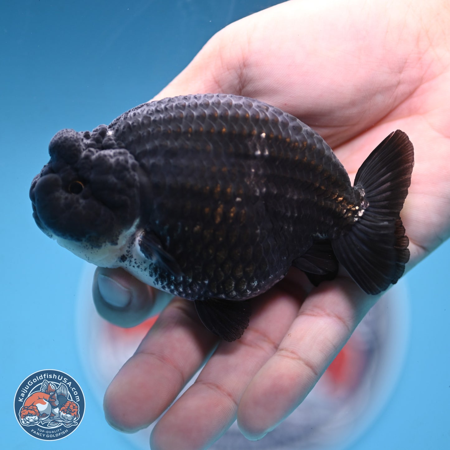 Blue Base Black Ranchu 3.75 inches Body - Male (250103_RC02) - Kaiju Goldfish USA