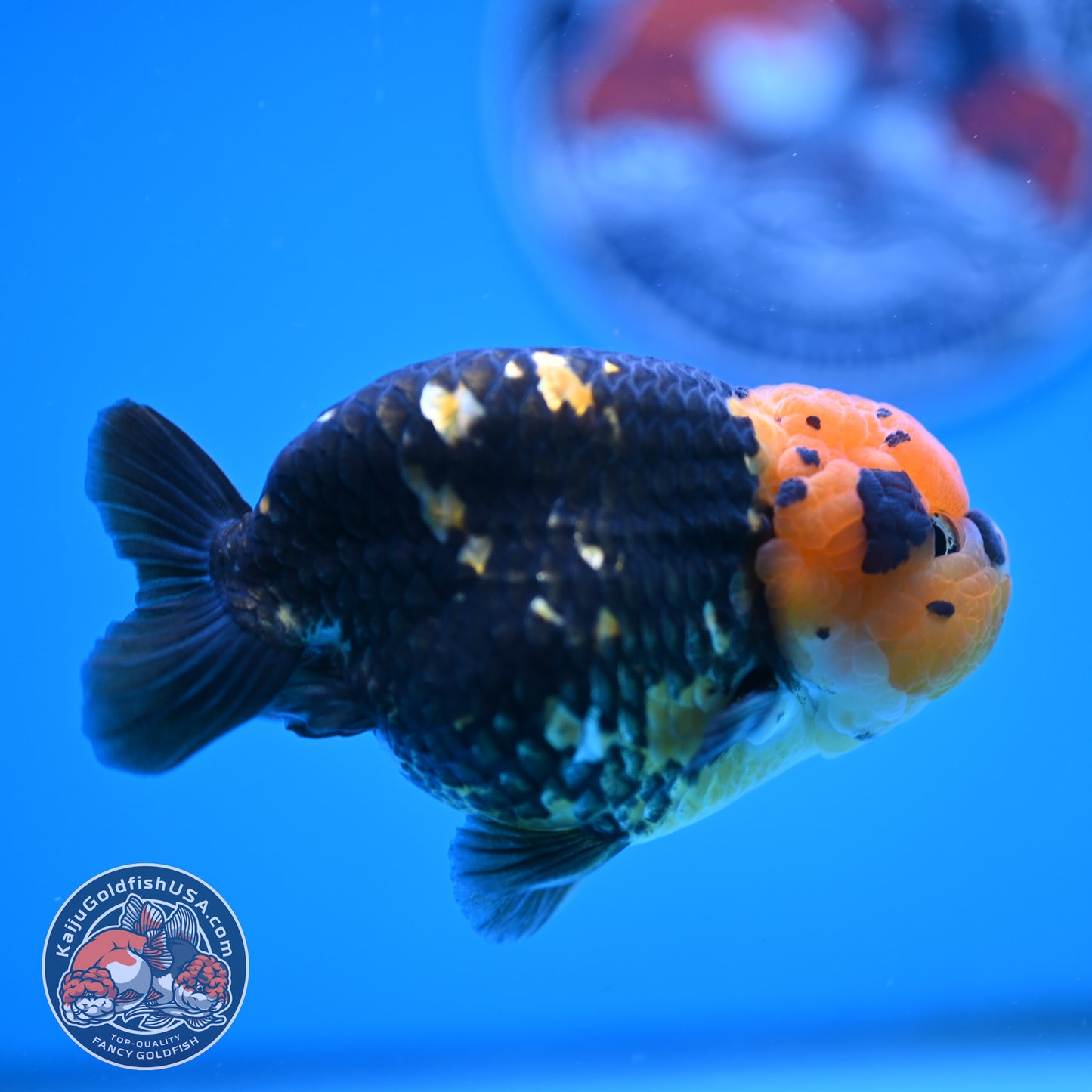 Read Description - Heavy Ink Ranchu 4 inches Body - Male (250418_RC02)