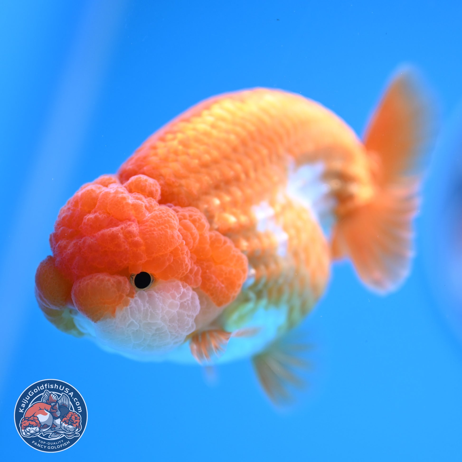 Red White Lionchu 3.5in Body (240823_RC02) - Kaiju Goldfish USA