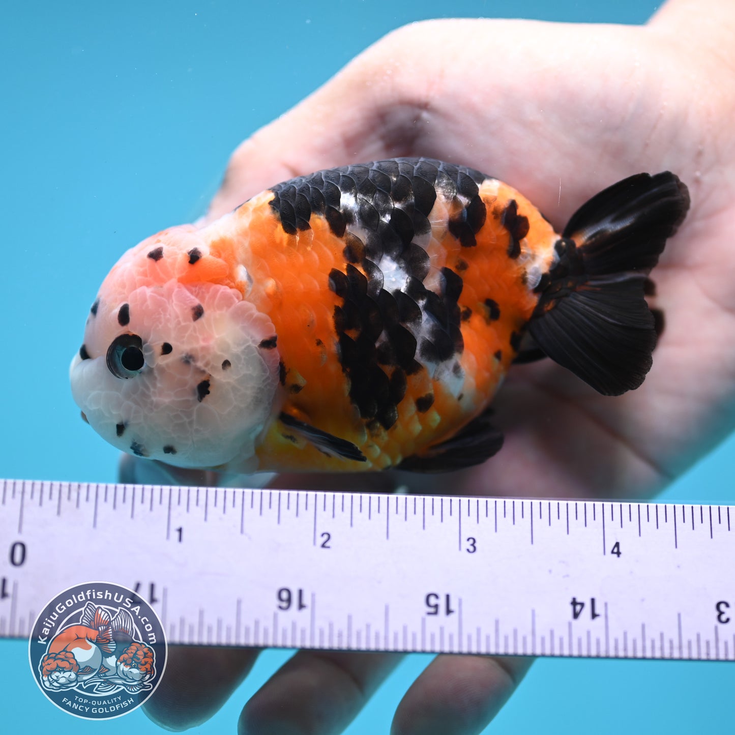 Cow Ranchu 3.75 inches Body (250502_RC02)