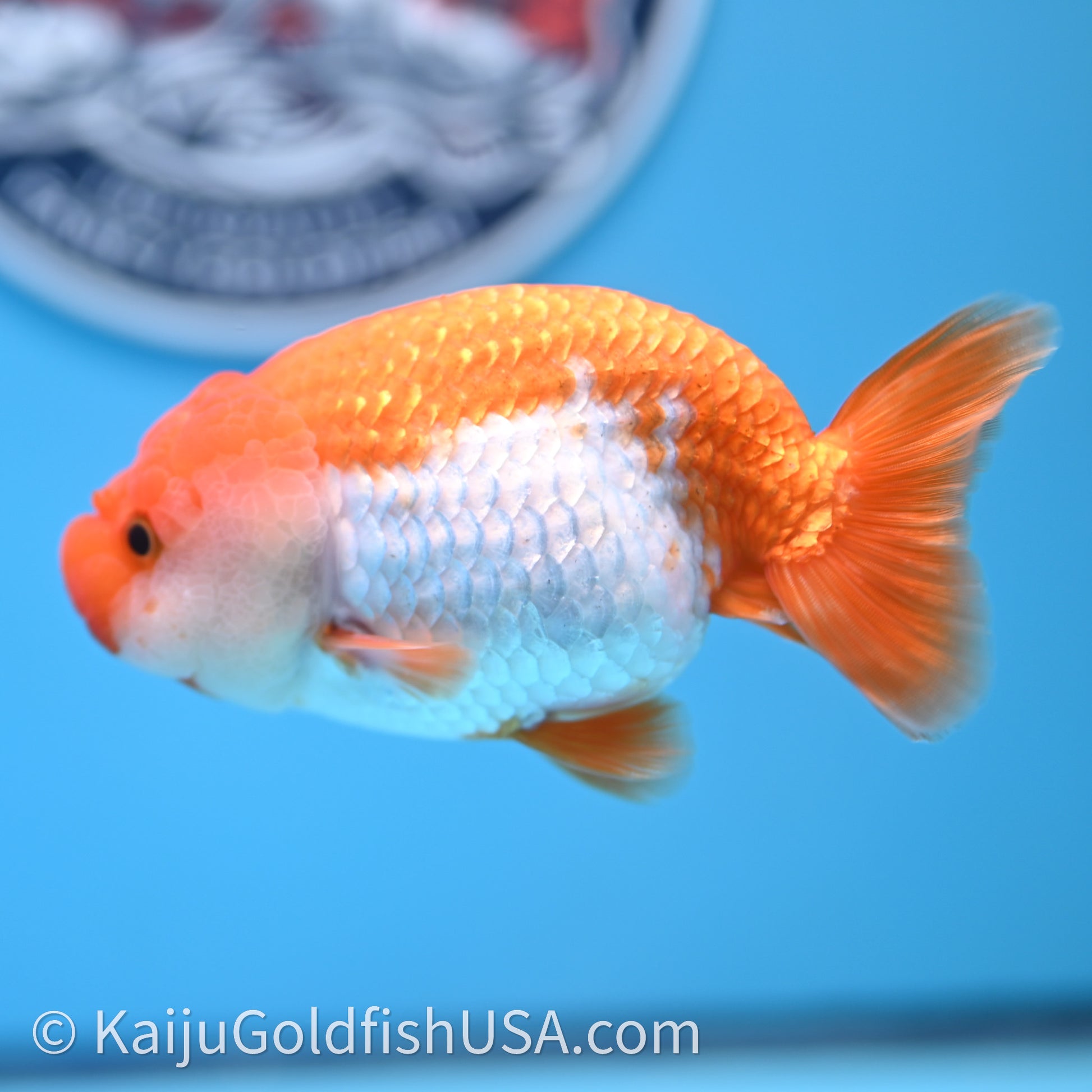 Red White Lionchu 4in body (240726_RC02) - Kaiju Goldfish USA