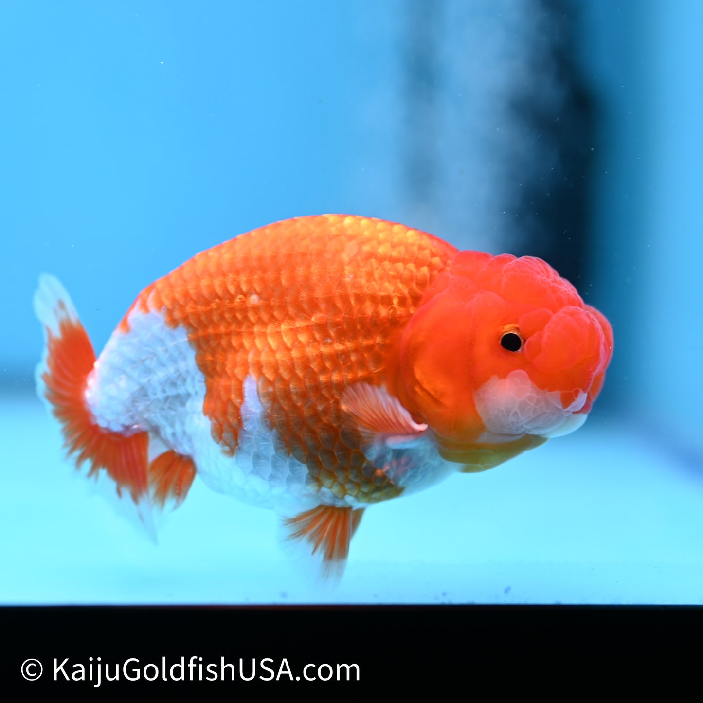 Red White Buffalo Ranchu 4in Body (240621_RC02) - Kaiju Goldfish USA