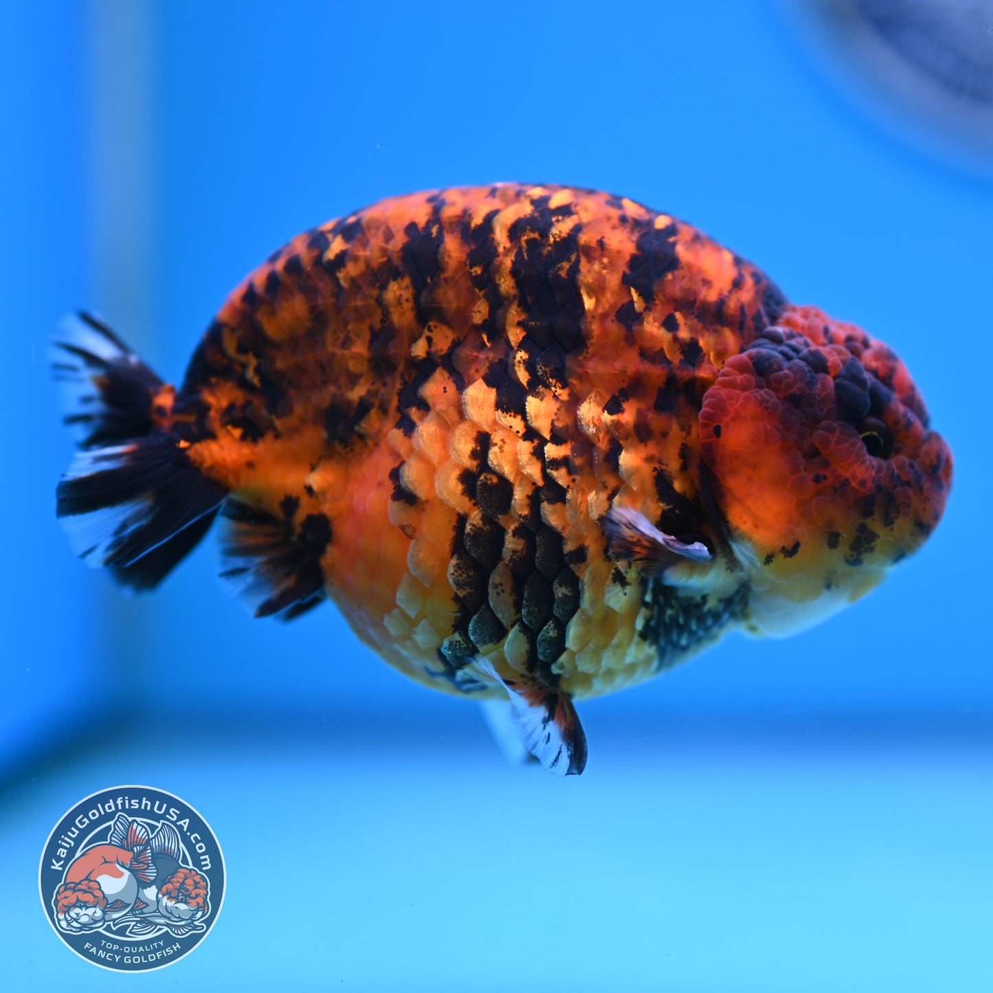 Tiger Ranchu 4.5 inches Body (250516_RC02)