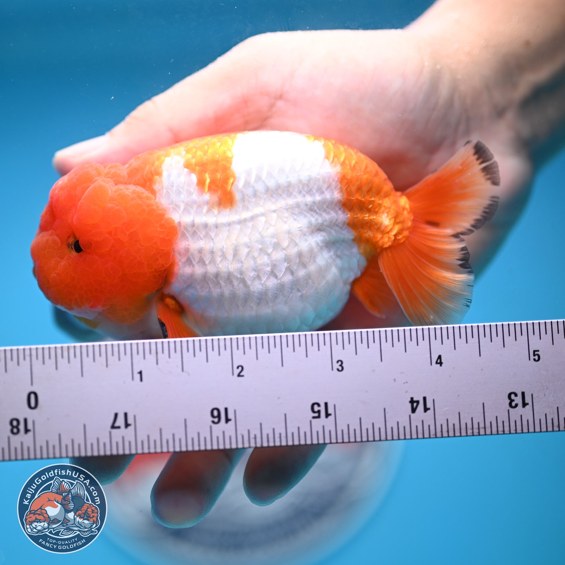 A Grade Red White Lionchu 4-4.5 inches (240906_RC02) - Kaiju Goldfish USA