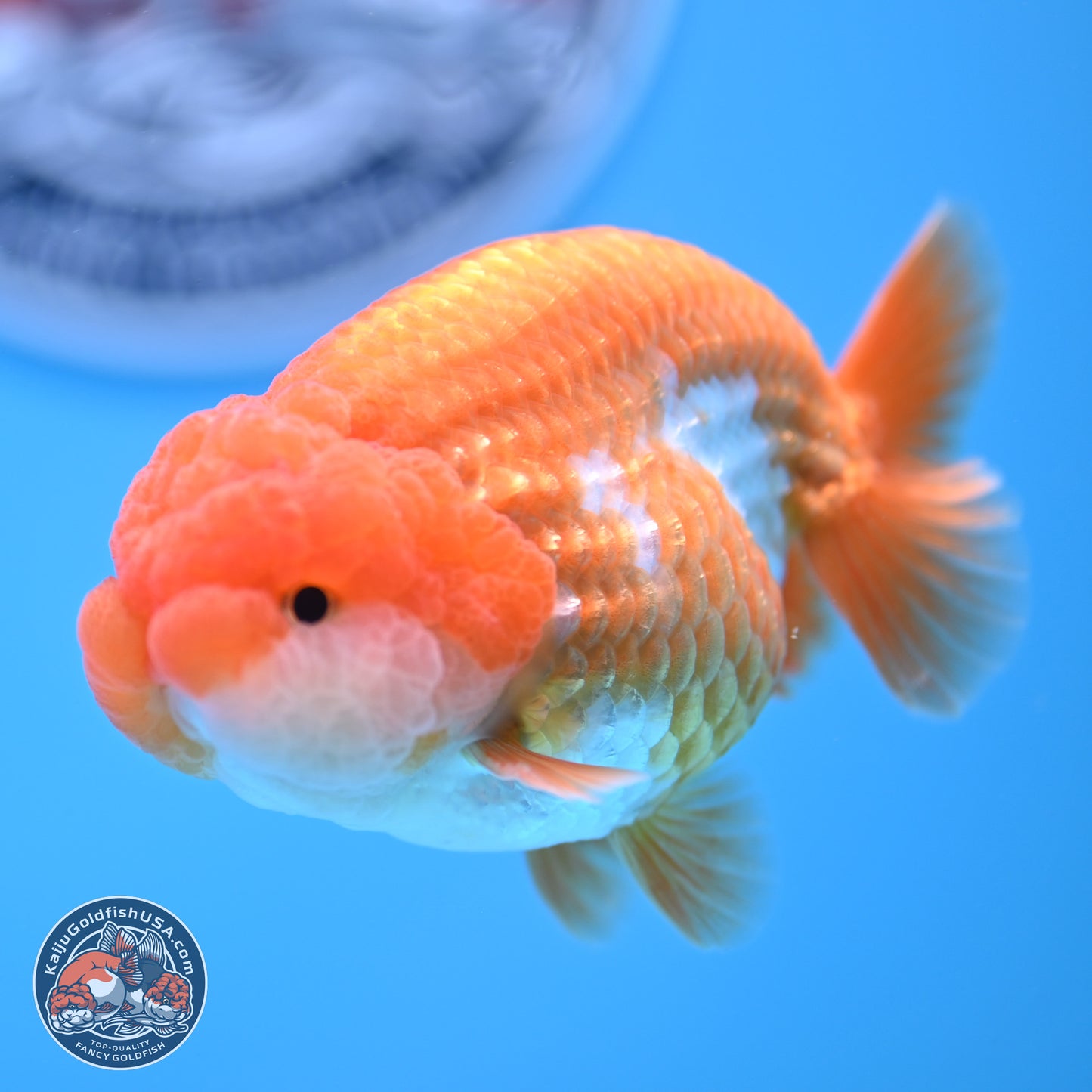 Red White Lionchu 3.5in Body (240823_RC02) - Kaiju Goldfish USA