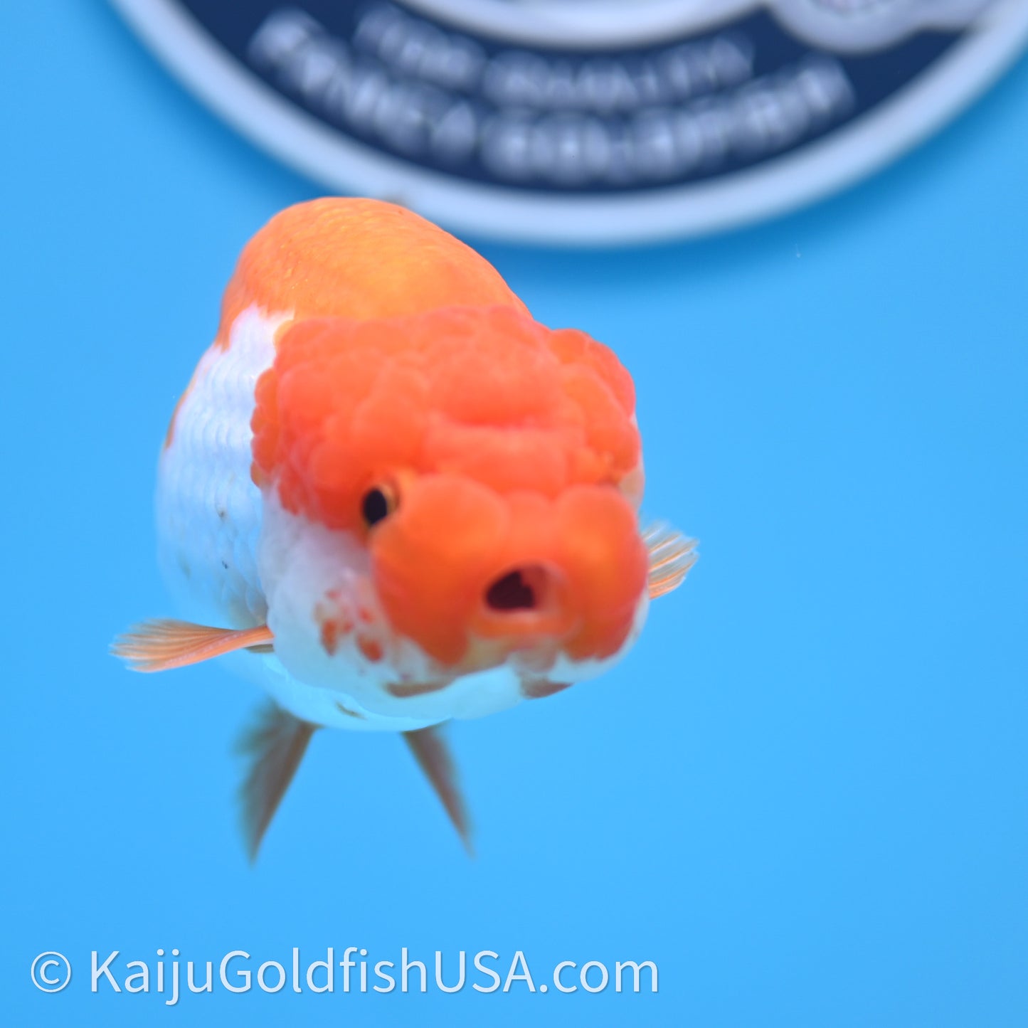 Red White Lionchu 4in body (240726_RC02) - Kaiju Goldfish USA