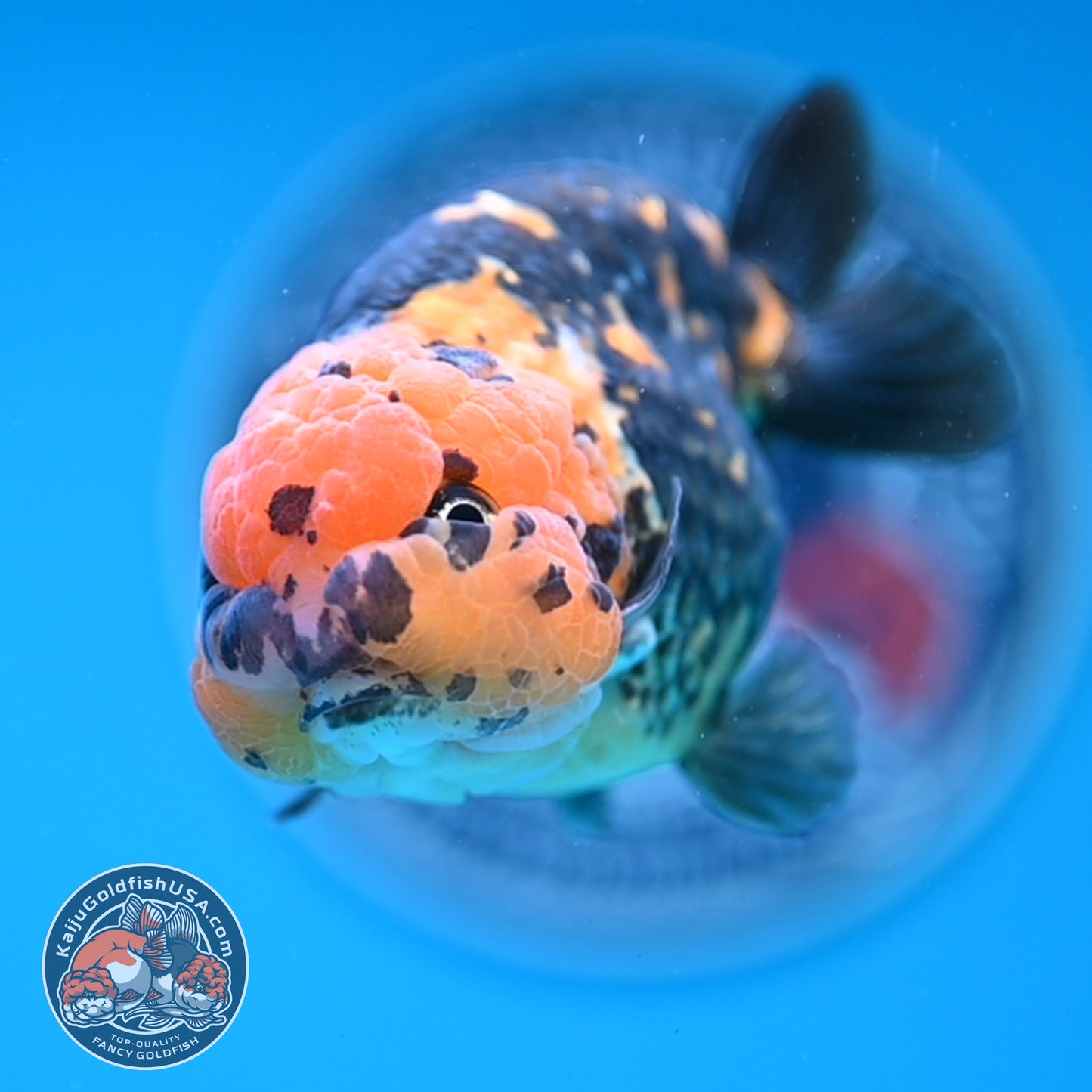 Read Description - Heavy Ink Ranchu 4 inches Body - Male (250418_RC02)