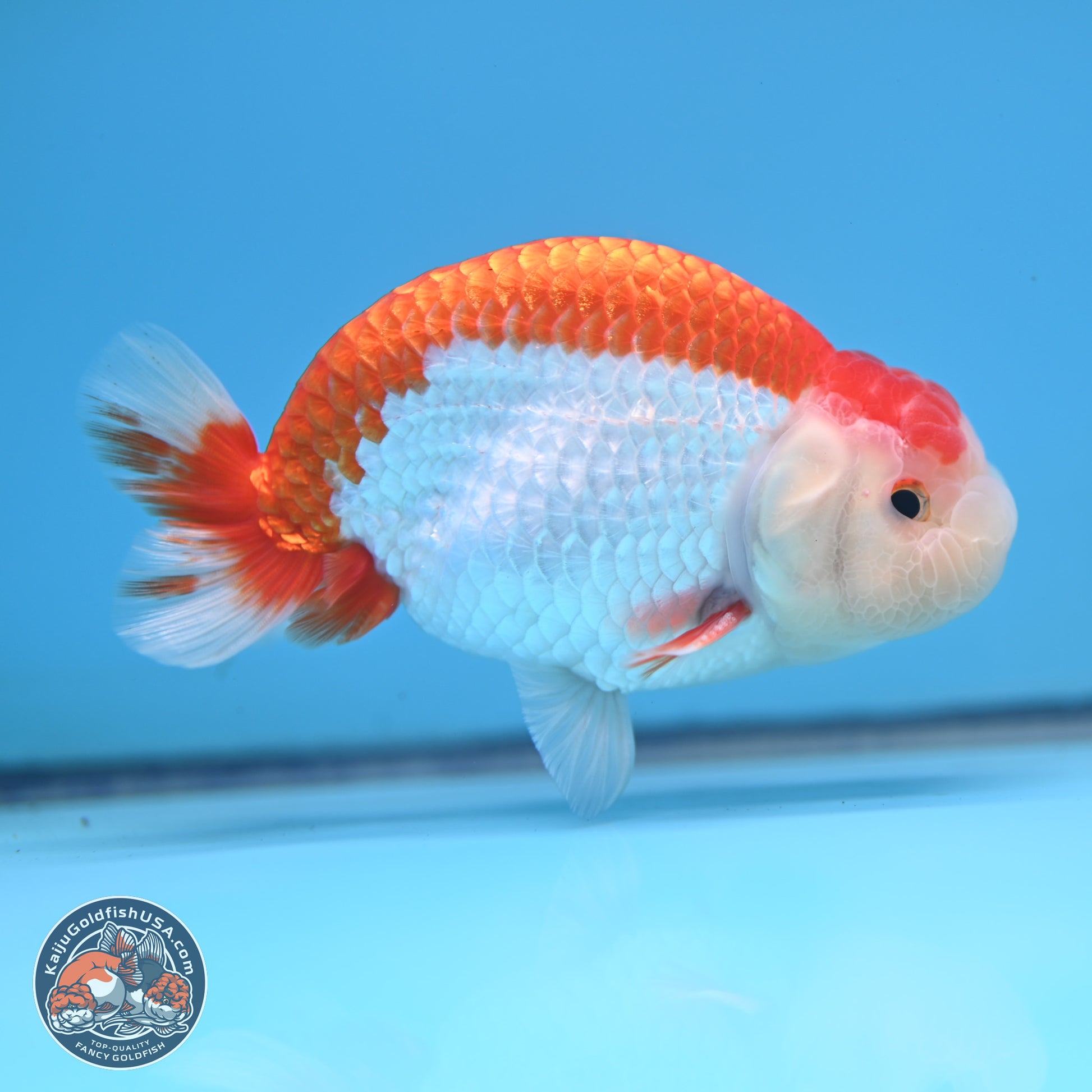 Red White Buffalo Ranchu 5 inches (241025_RC02) - Kaiju Goldfish USA