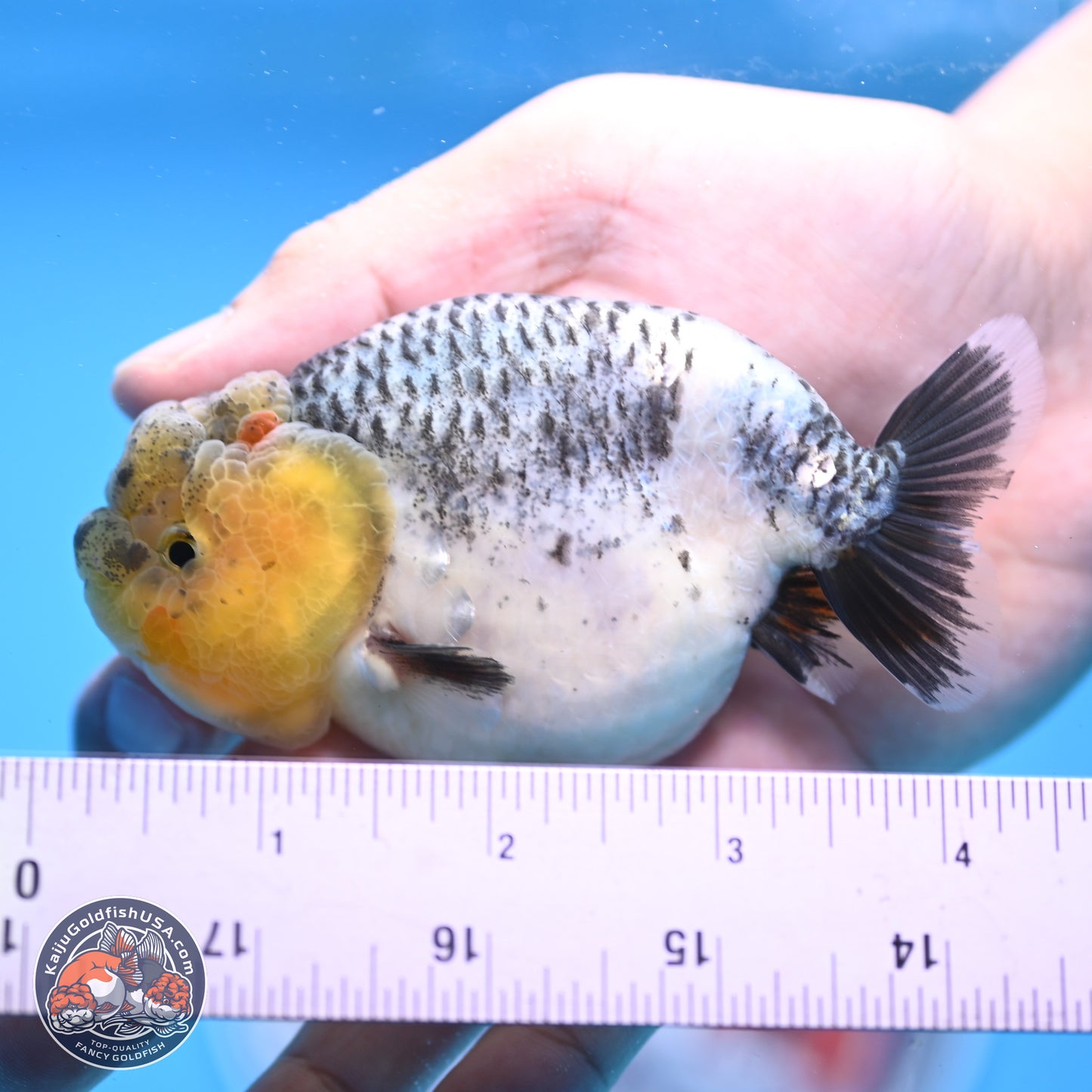 READ DESCRIPTION: Blue Based Ranchu 3.5 inches Body - Male (250307_RC02)