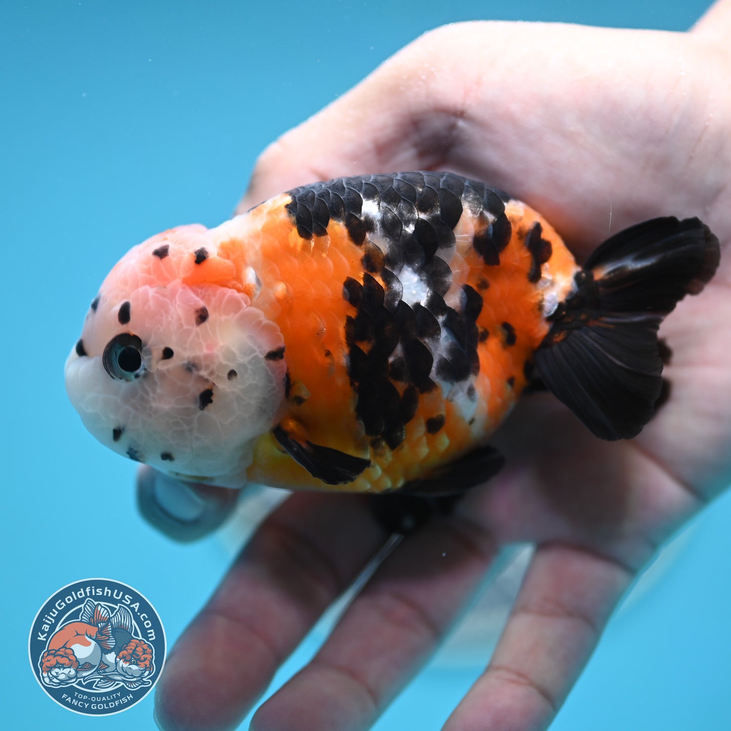 Cow Ranchu 3.75 inches Body (250502_RC02)